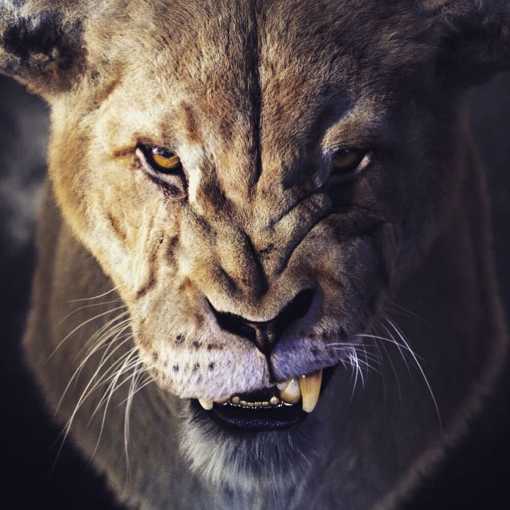 фото львицы на аватарку