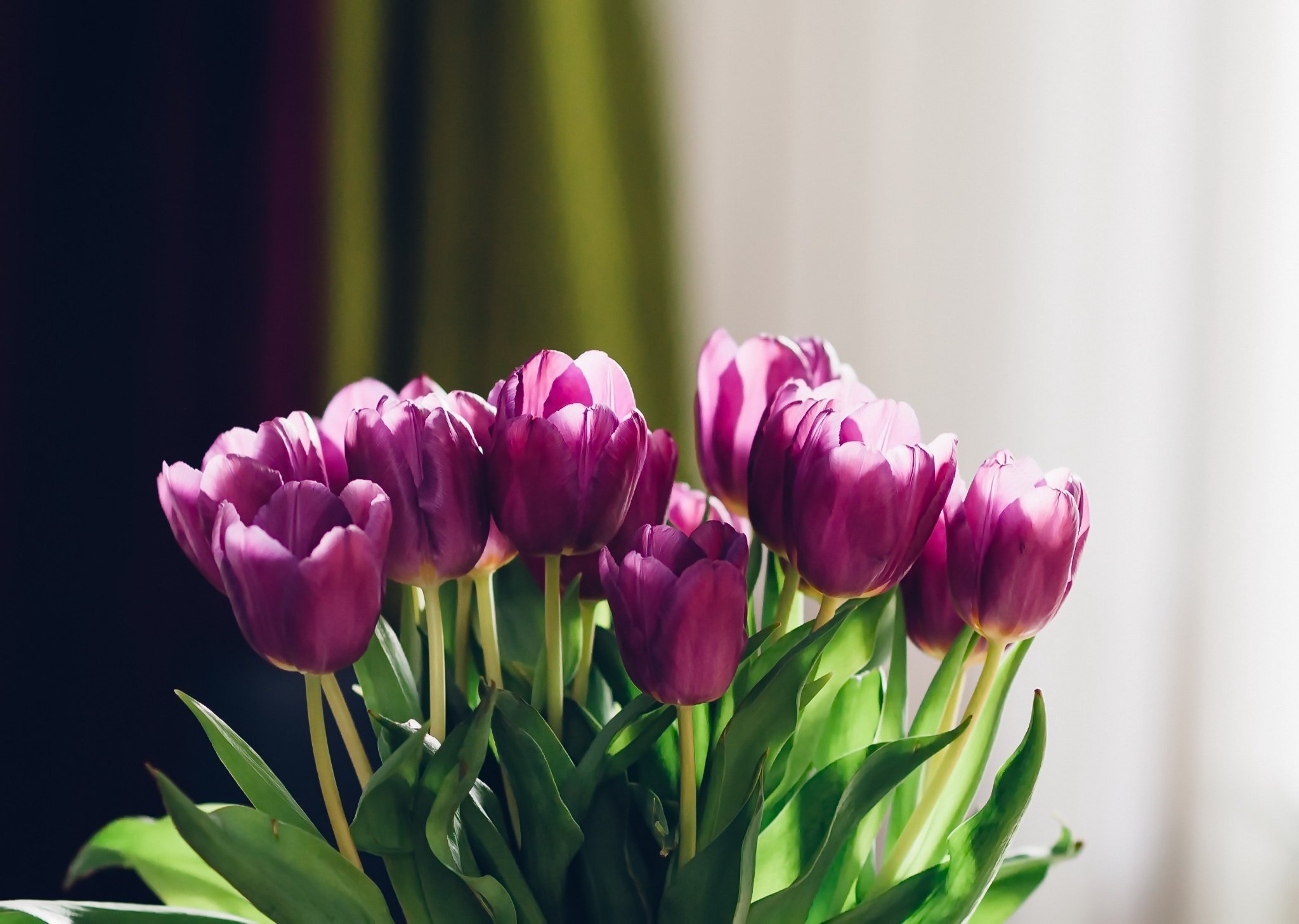 Красивые тюльпаны на заставку