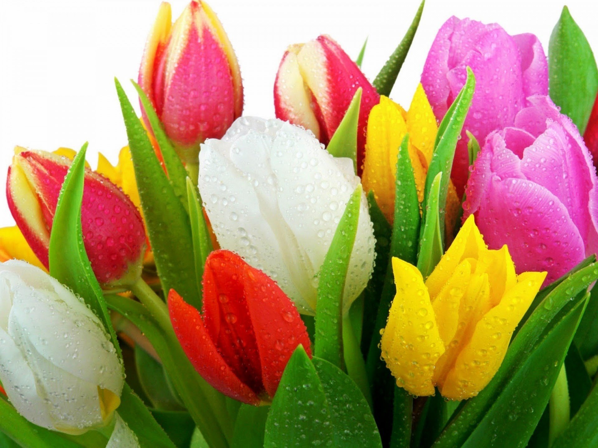 Цветные тюльпаны картинки. Букет тюльпанов. Красивые тюльпаны. Яркие тюльпаны.