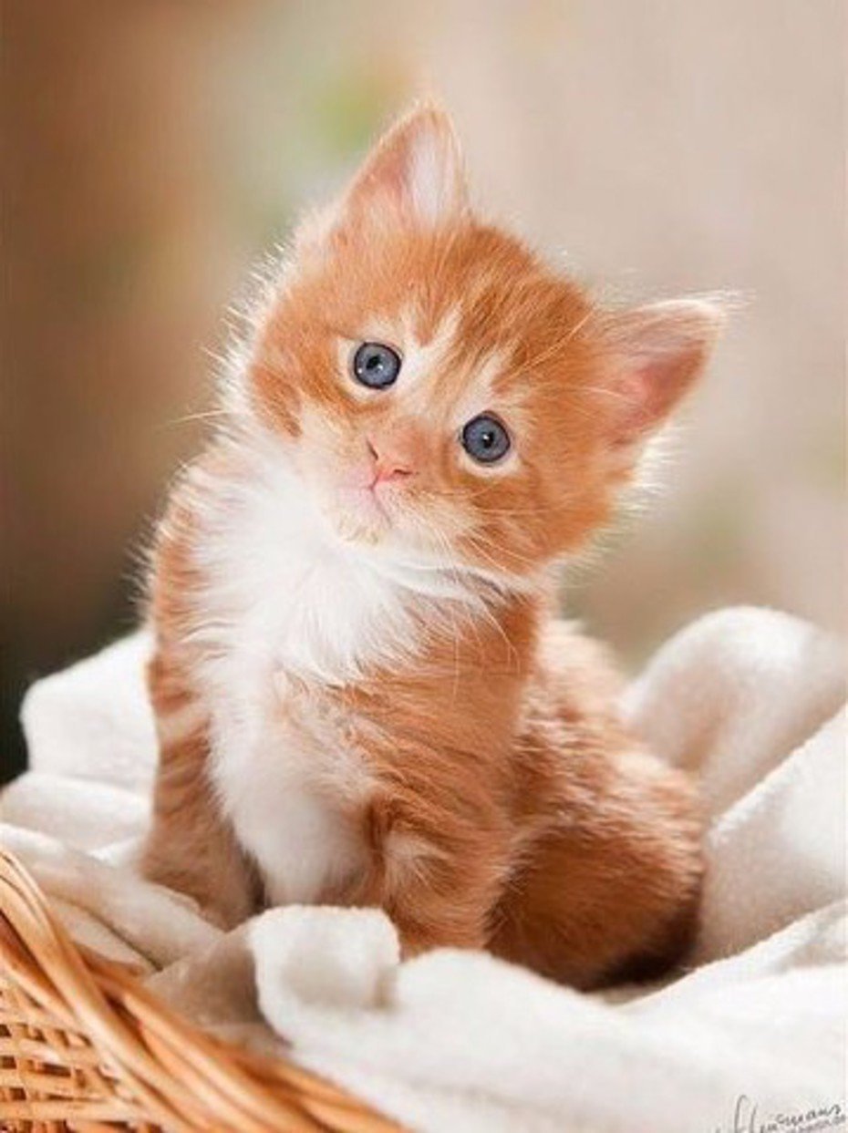 милые рыжие котята картинки