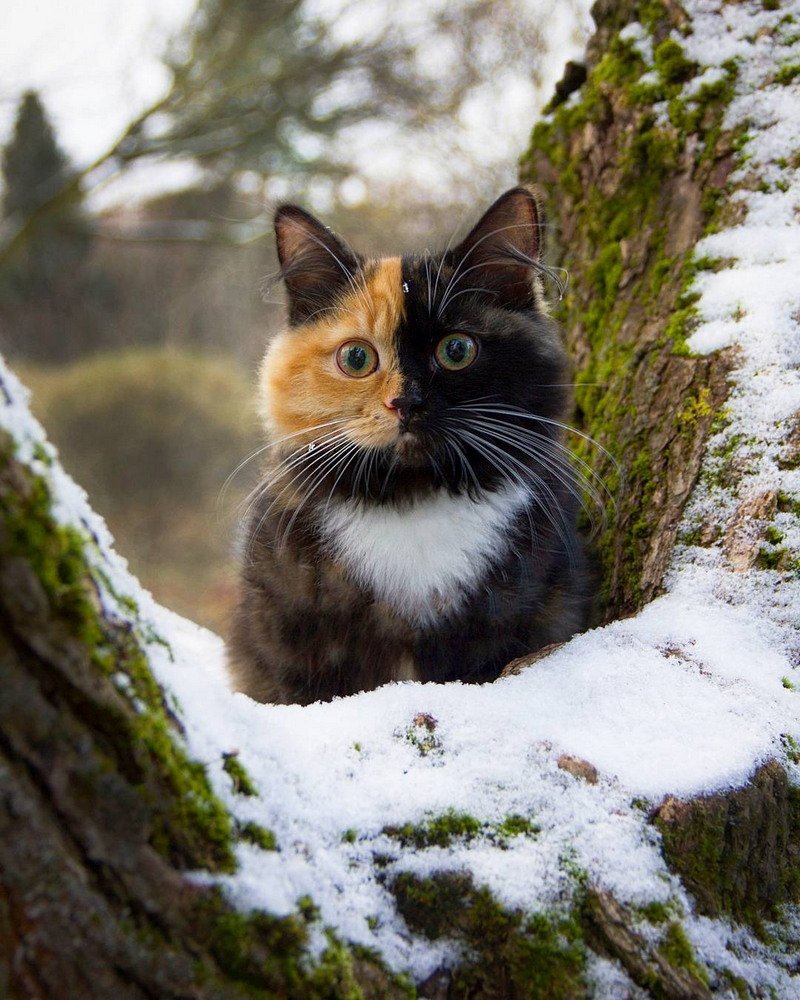 самые красивые фотографии котов