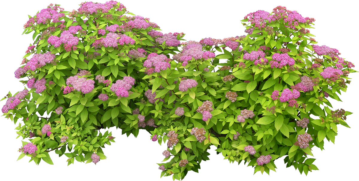 Кустарник для парфюмера 6 букв. Спирея японская. Спирея куст. Спирея Руберима. Спирея японская розовая
