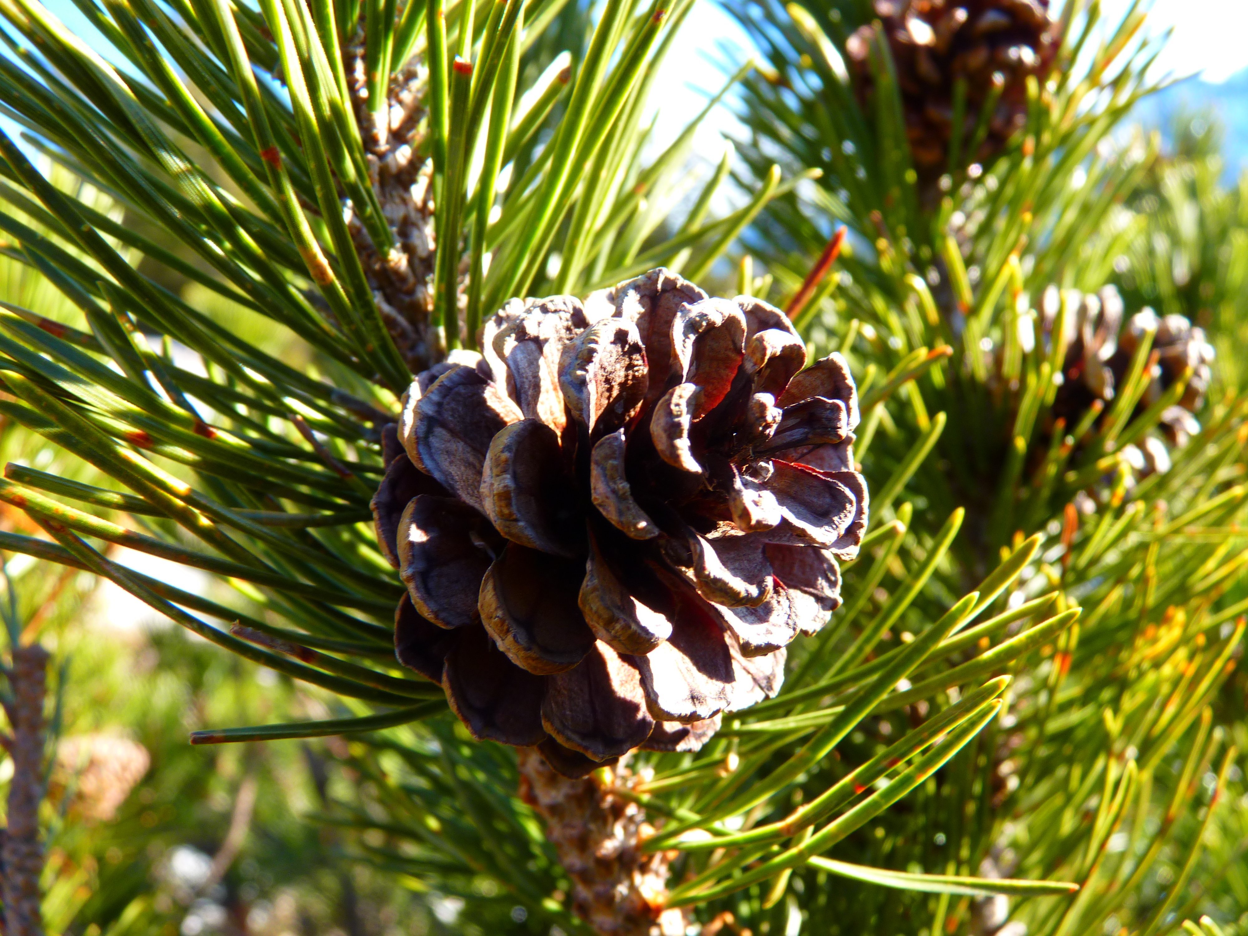 Обычная хвойная. Pinus Sylvestris сосна Лесная. Сосна обыкновенная габитус. Сосна обыкновенная Пиния. Сосна обыкновенная Pinus Sylvestris l.