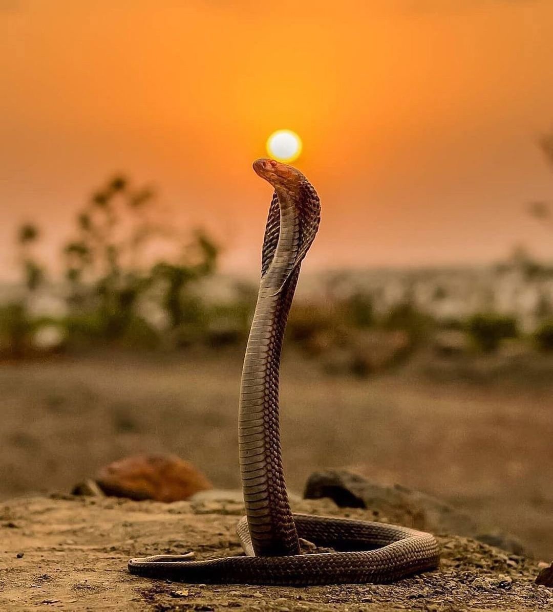 Скачай красивая кобра. Египетская пустынная Кобра. Змея Кобра Королевская. Змея Египетская Кобра. Королевская Кобра в Египте.