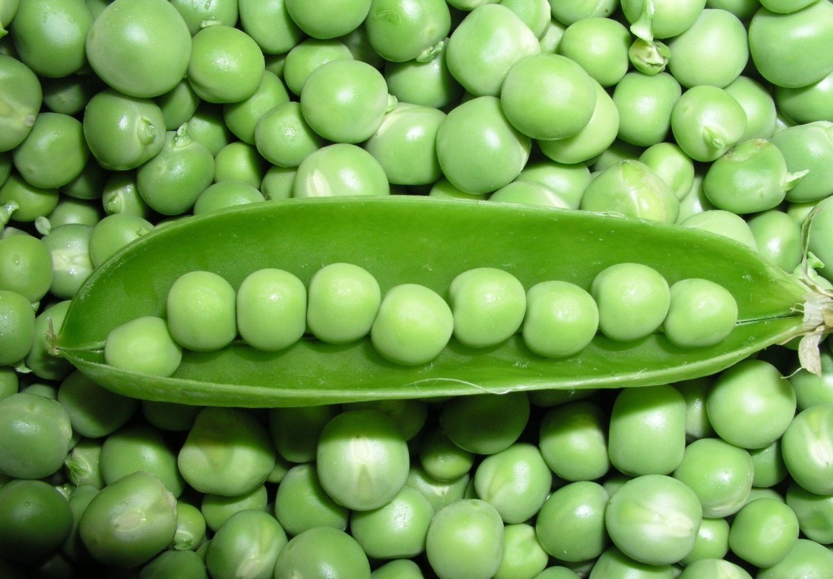 зеленый горошек фото