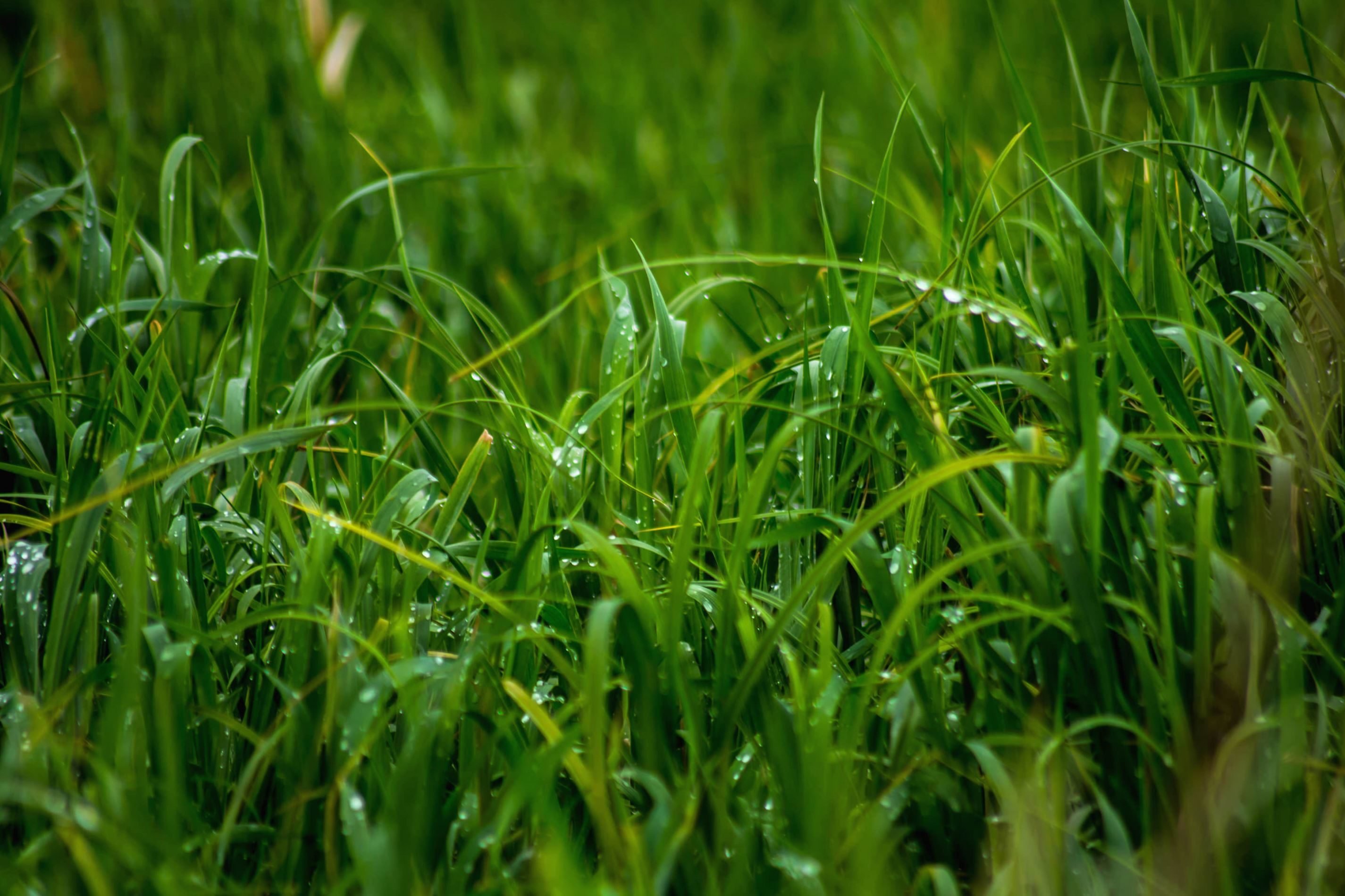 фото травки зеленой