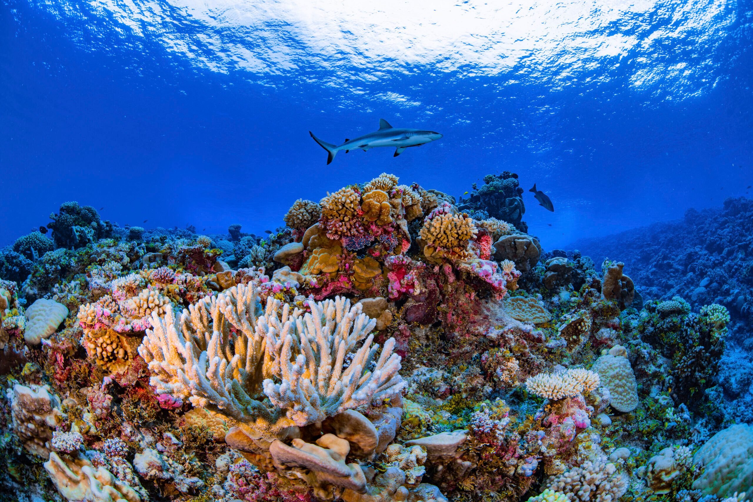 Коралловый риф протянувшийся вдоль восточной окраины материка. Морской парк на рифах Туббатаха. Большой коралловый риф в Австралии. Большой Барьерный риф (Северо-Восточное побережье Австралии).