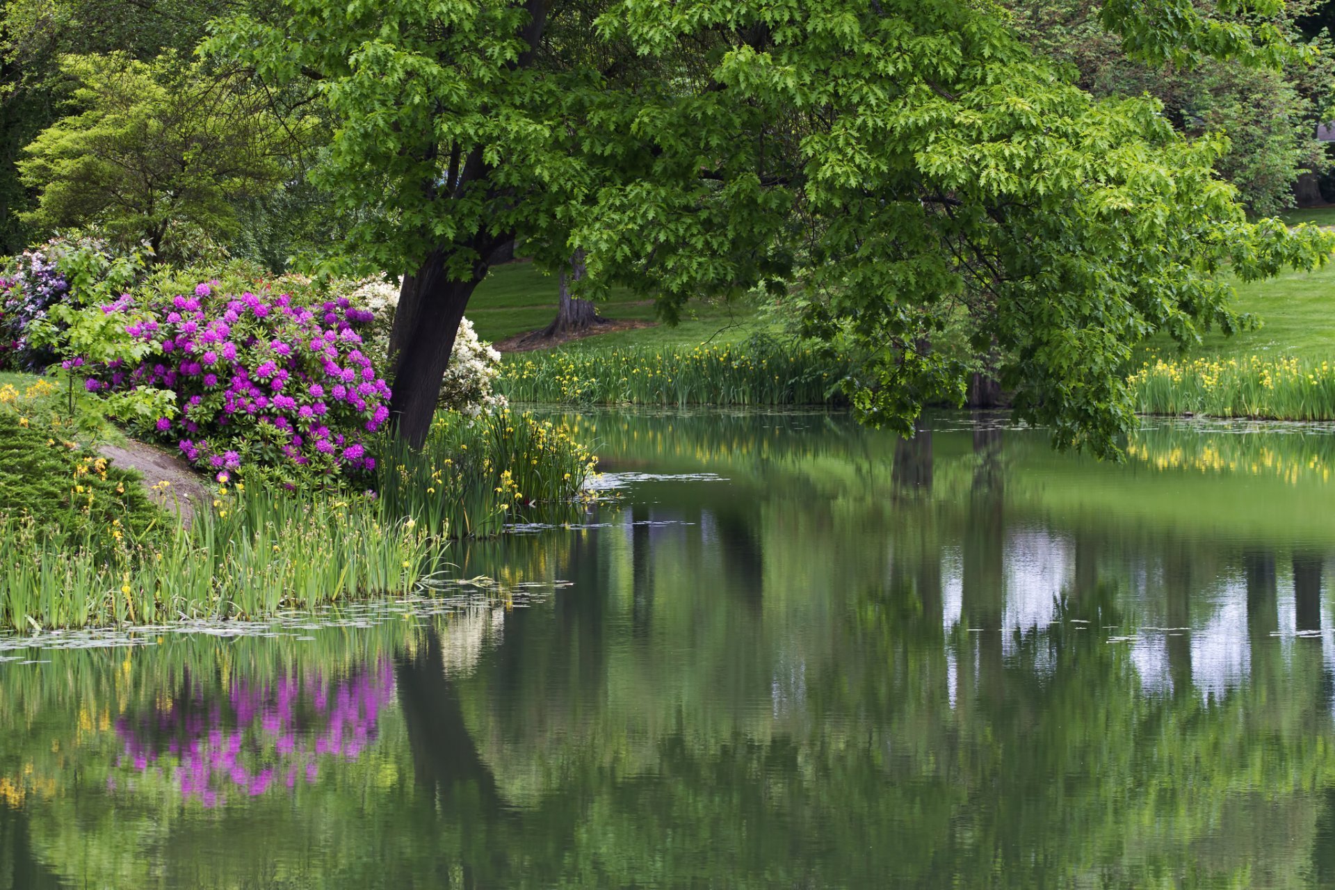Цветущий водоем. Шеффилд парк пруд. «Сад с прудом в Живерни» (около 1920, Моне. Парк Шеффилд Гарден,природа,цветы,деревья,. Парк Лейк Гарденс.