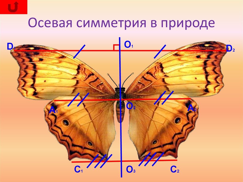 Симметричное изображение. Осевая симметрия. Осевая симметрия в природе. Осевая симметрия в жизни. Ось симметрии в природе.