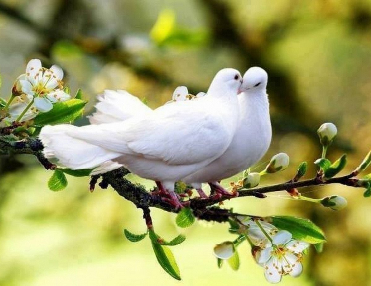Верность май. Природа птицы. Весенние птички. Белый голубь.