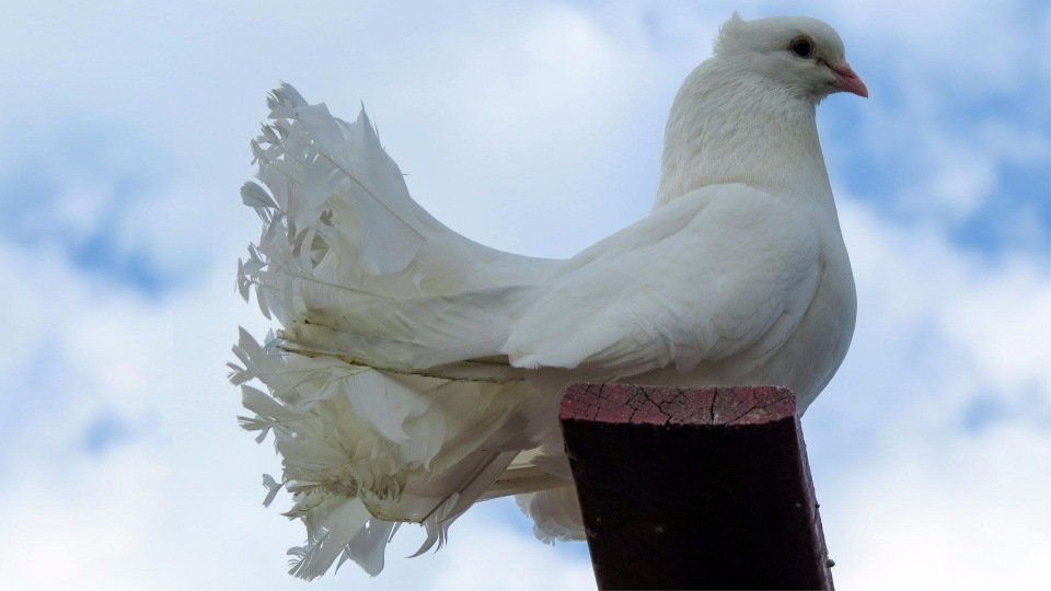 Белая птица новое чудо сюжет. Красивые голуби. Белый голубь. Белые голуби домашние. Голубь с белой головой.