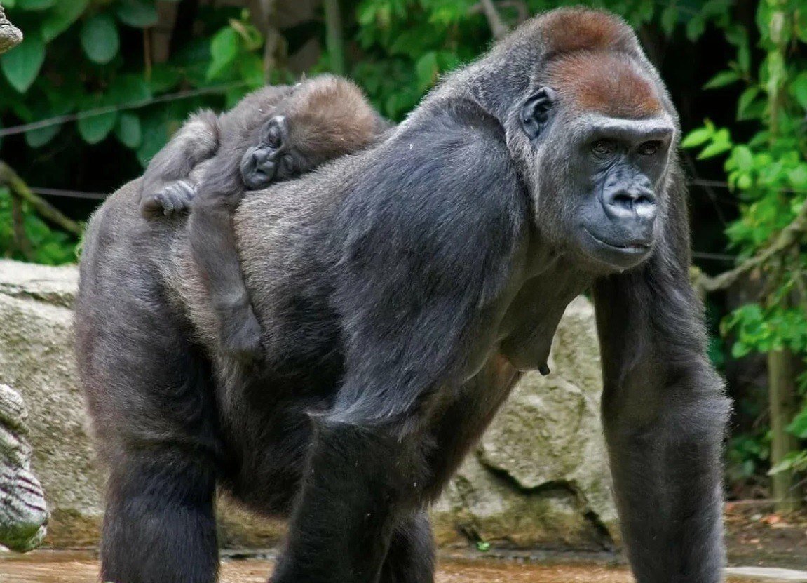 Gorilla animal. Горилла. Западная равнинная горилла. Африканская горилла. Обезьяна горилла.