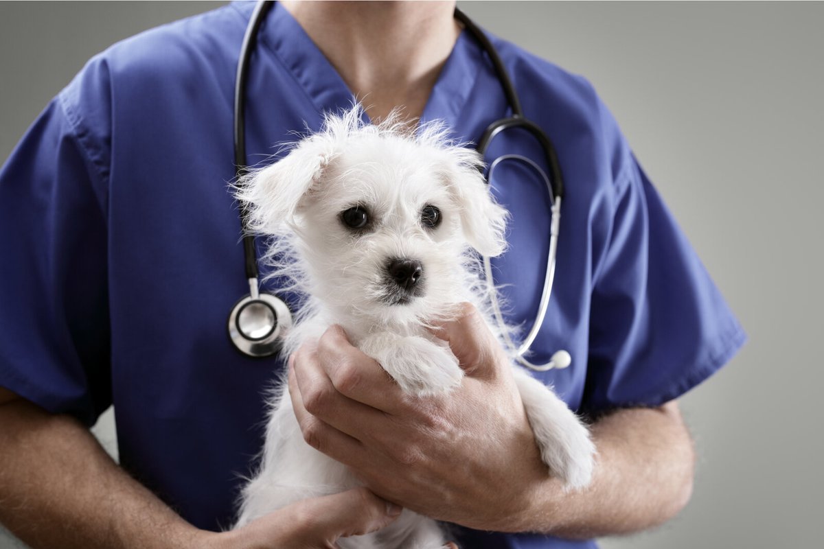 Ветеринар. Собака Ветеринария. Ветеринар с собакой. Собака врач. Ветеринар доброе