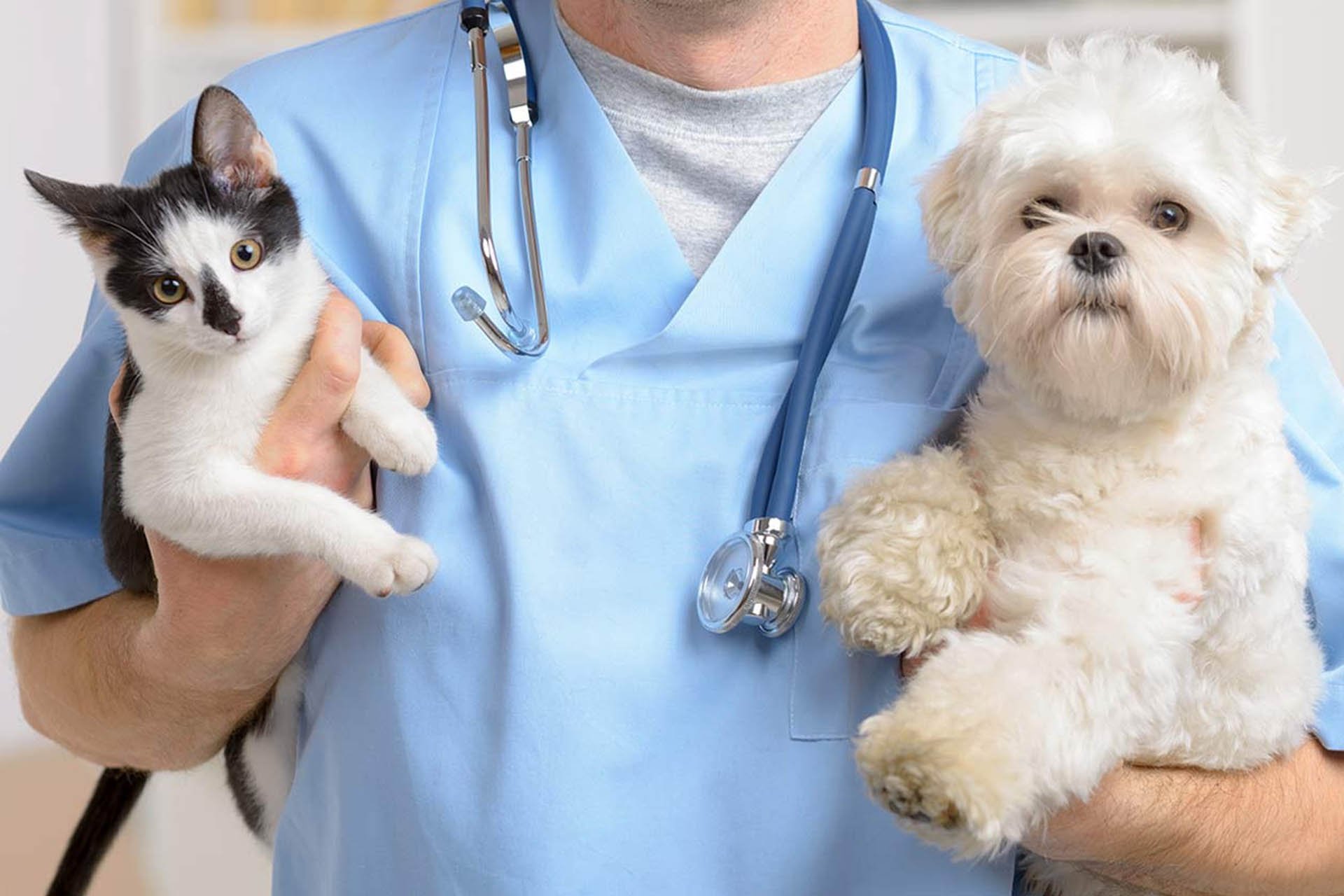 Клиника для котов. Ветеринарная клиника ГАУ СЗ. Терапия животных. Вакцинация животных. Собака медик.