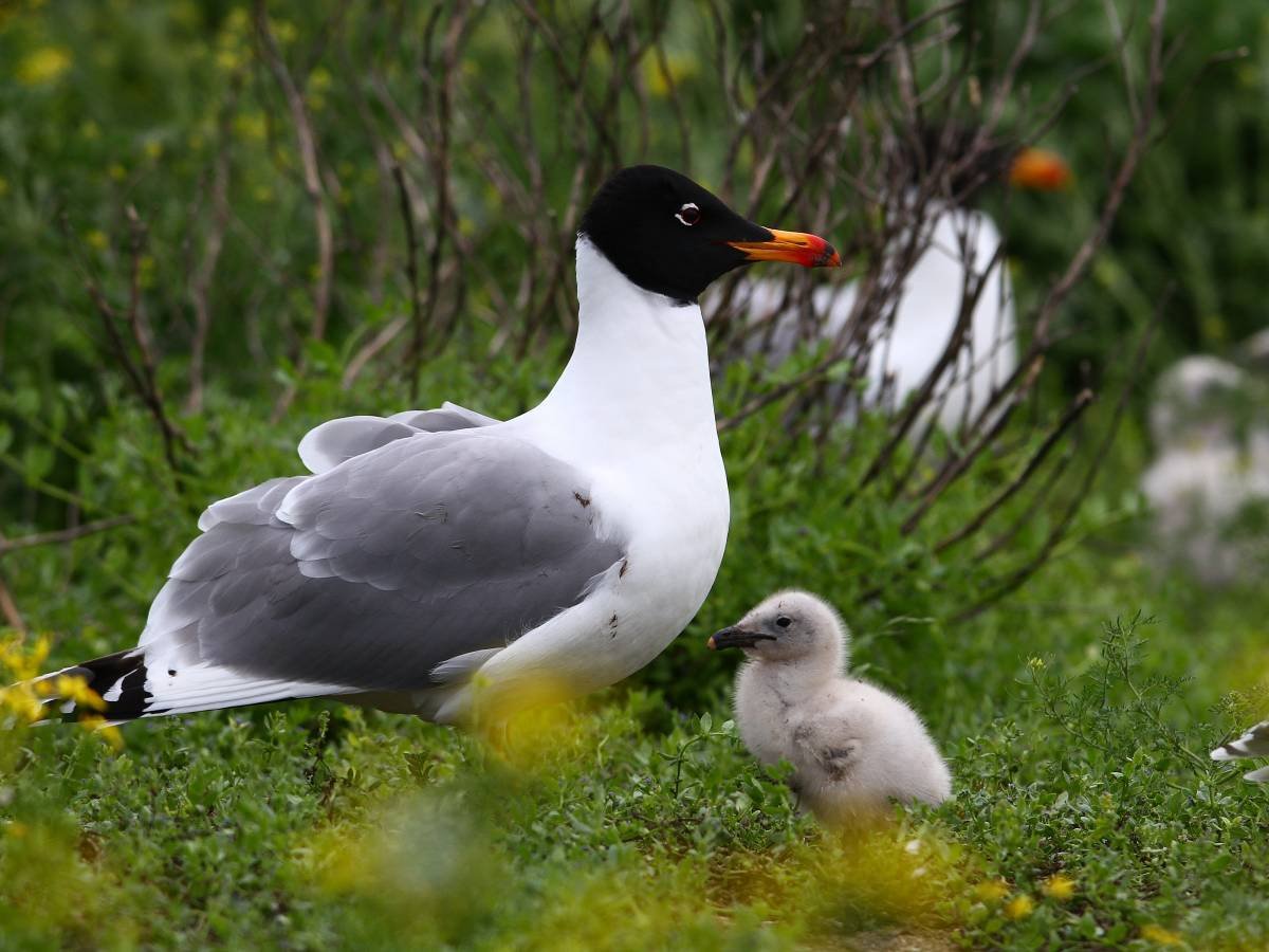 Фото черноголового. Черноголовый хохотун Чайка. Черноголовый хохотун – Larus ichthyaetus Pallas. Черноголовый хохотун красная книга. Гнездо черноголового хохотуна.