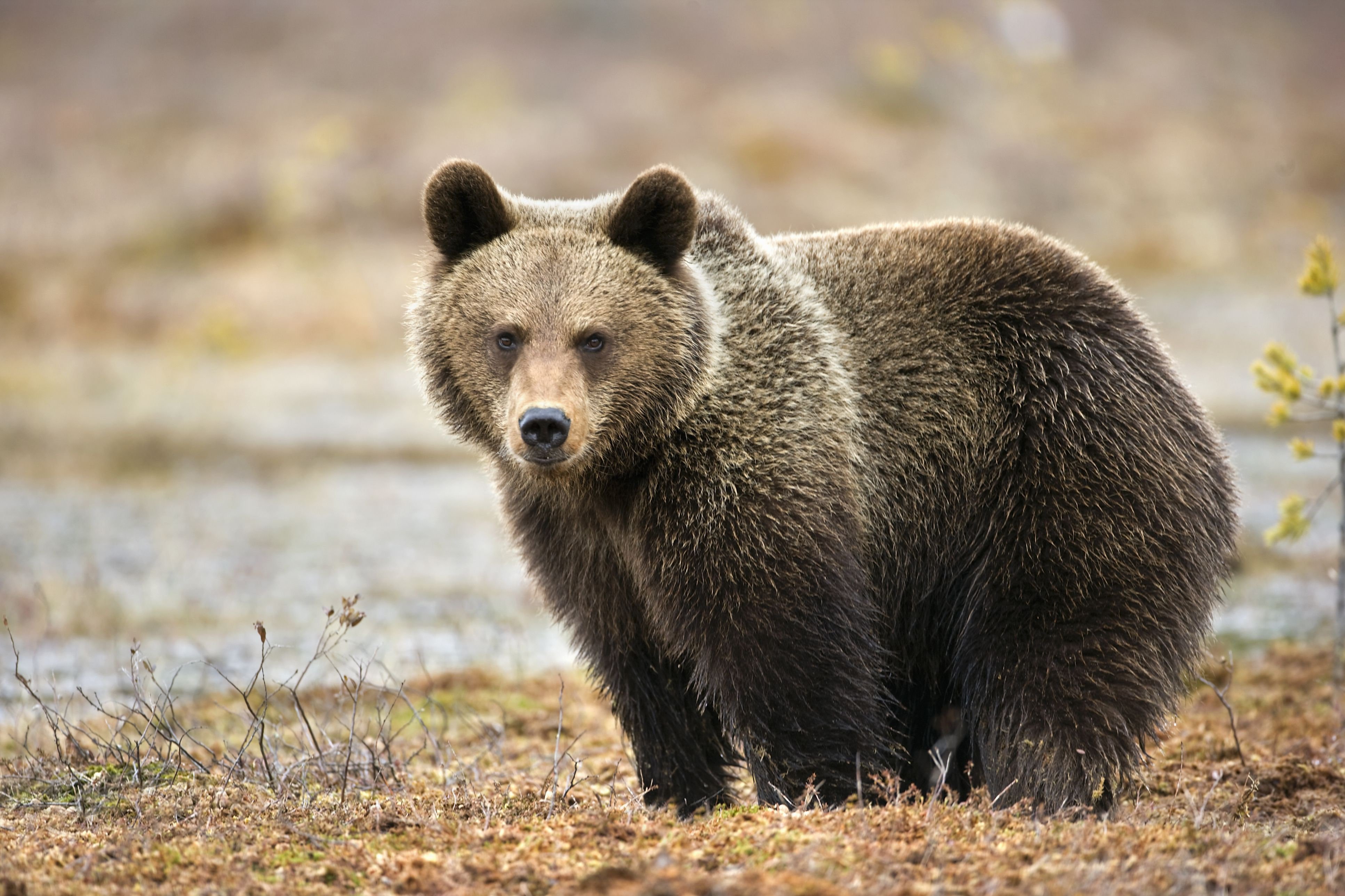 Медведь. Бурый медведь. Дальневосточный бурый медведь. Европейский бурый медведь. Аляскинский бурый медведь.