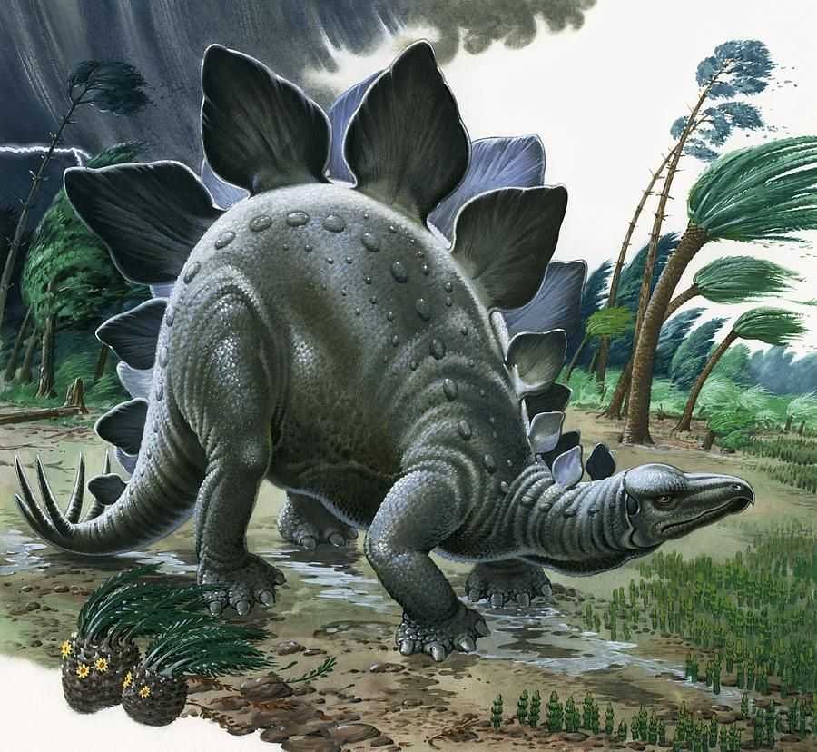 Травоядные динозавры Стегозавр. Стегозавр парк Юрского периода. Стегозавр Эра. Стегозавры (инфраотряд). Травоядные динозавры с шипами