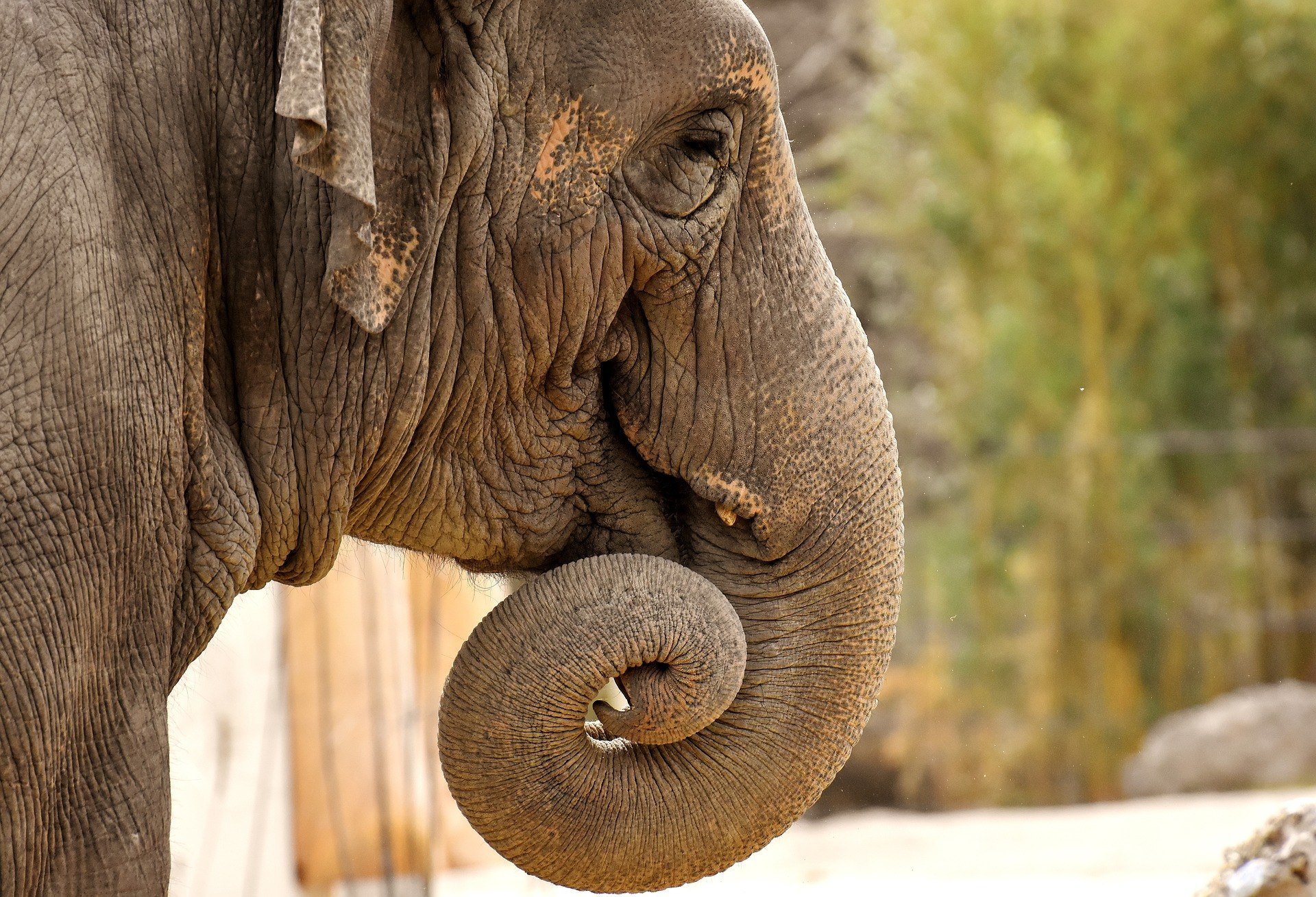 Слоновый язык. Хобот слона. Хоботок слона. Нос слона. Ноздри слона.