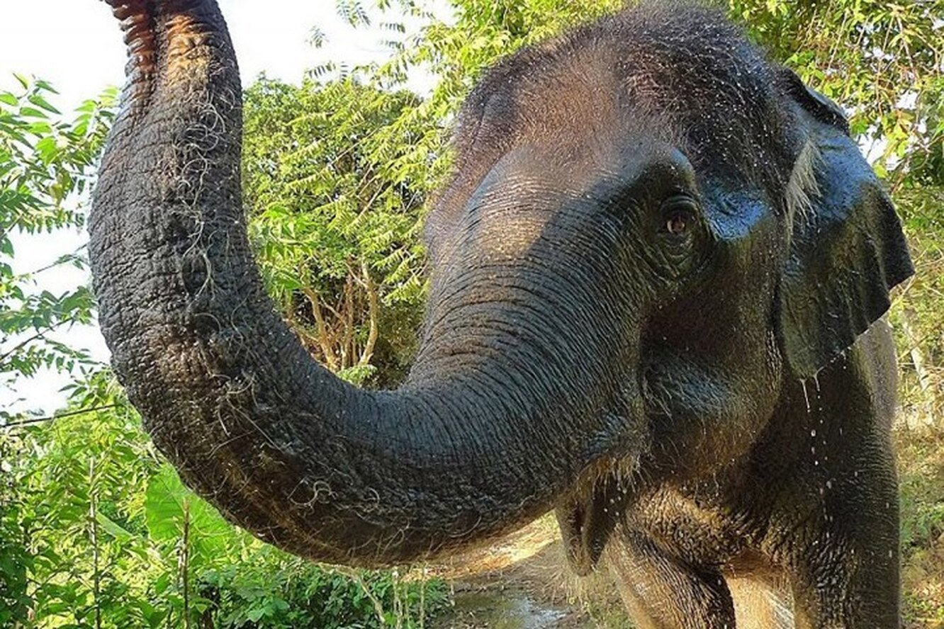 Возникновение хобота у слона можно объяснить. Хобот слона. Нос слона. Хоботок слона. Хобот слона фото.
