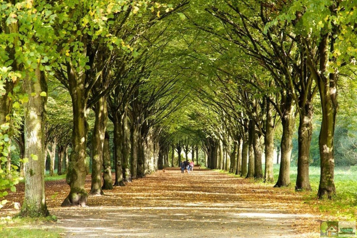 Амстердамский лес парк. Парк Липовая аллея. Катвари Липовая аллея. Платан дерево во Франции аллея.