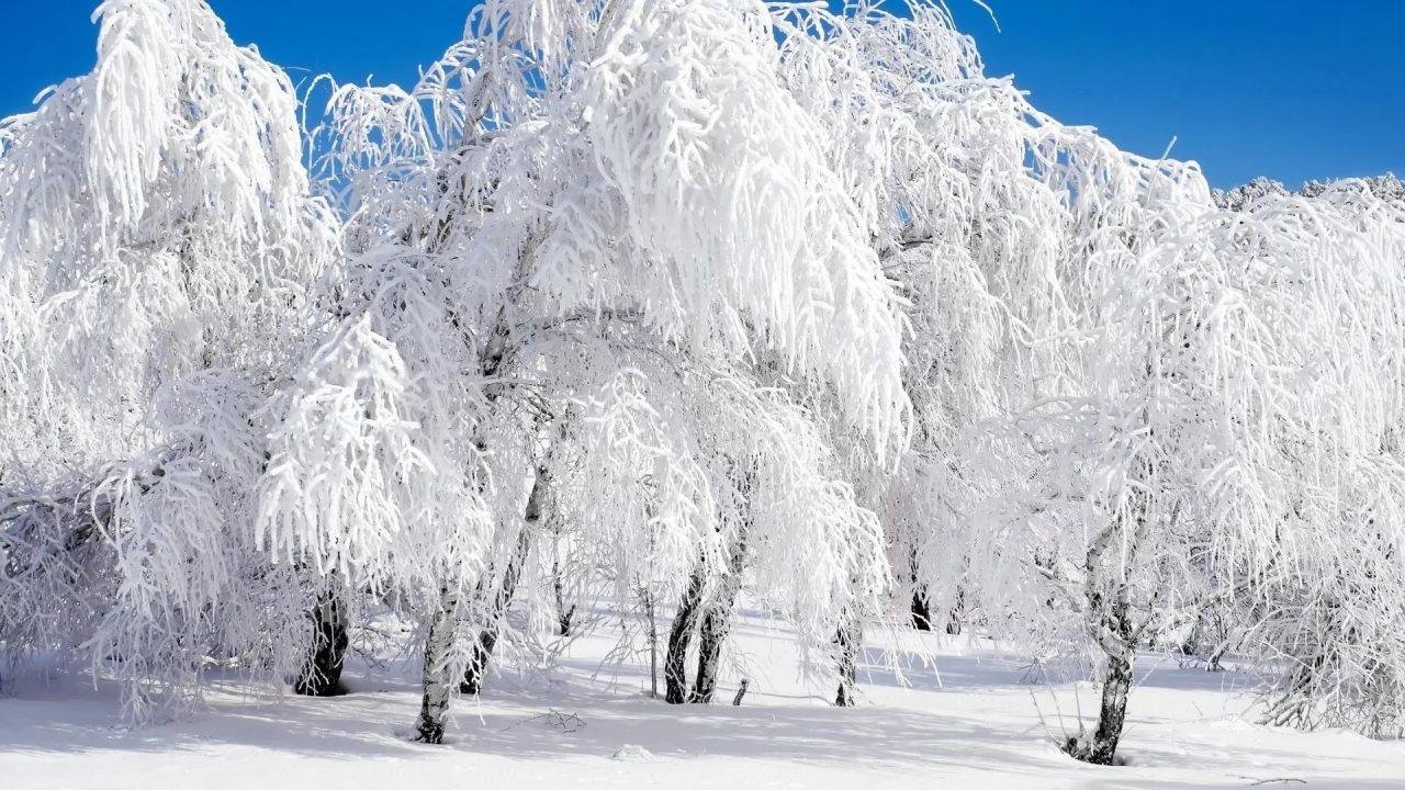 Картинка зимний период. Снежная зима. Деревья в снегу. Заснеженные деревья. Красивая зима.