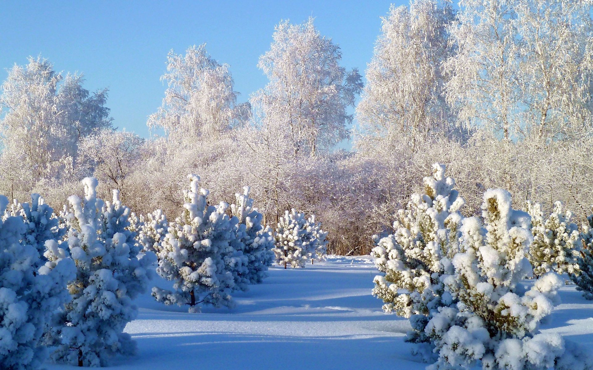 красивые фотографии природы зима