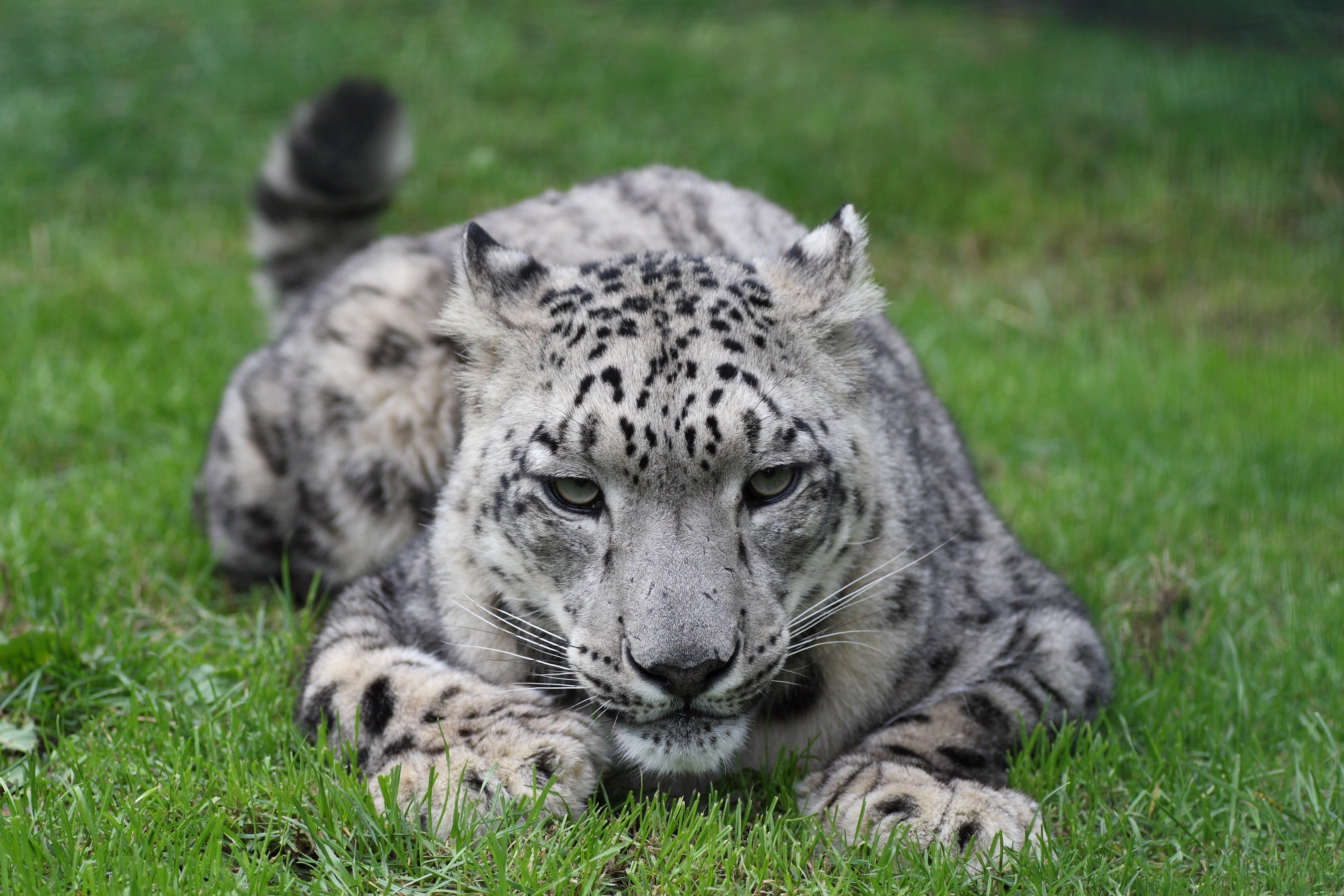 Снежный Барс (Ирбис, снежный леопард). - Снежный Барс (Panthera uncia. Барс Ирбис леопард. Белый Барс Ирбис.
