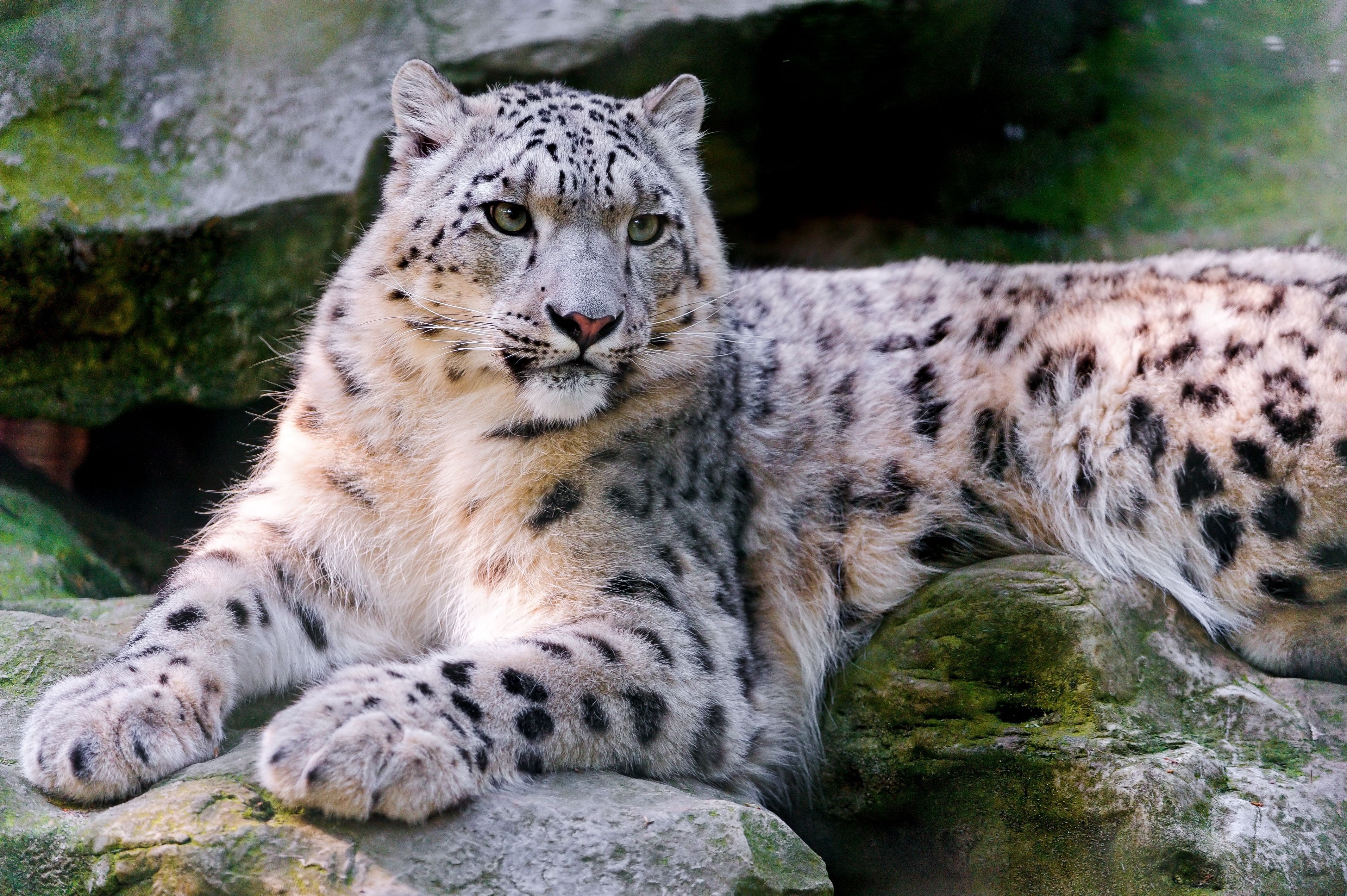 Сколько действует барс. Снежный Барс (Ирбис, снежный леопард). Переднеазиатский леопард. Ирбис кавказский.