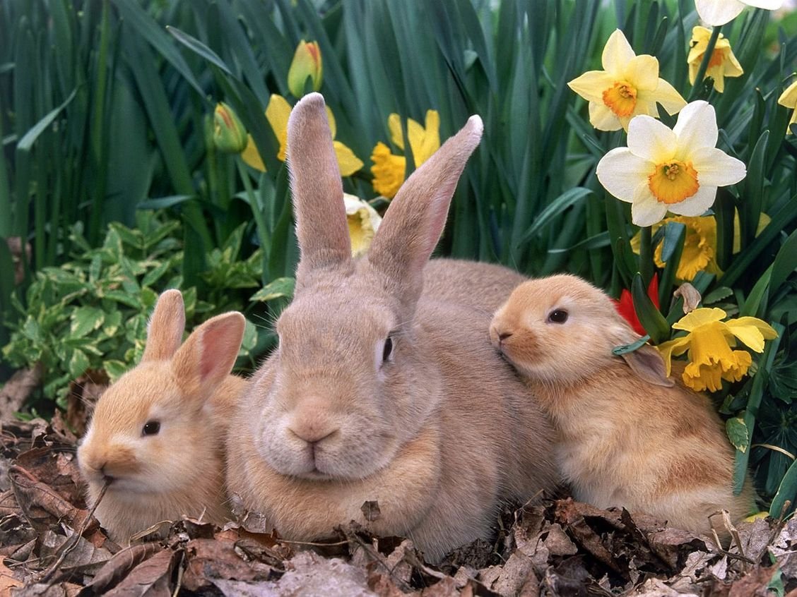 Зайчик зайчата. Кролик. Кролики и крольчата. Зайчата.