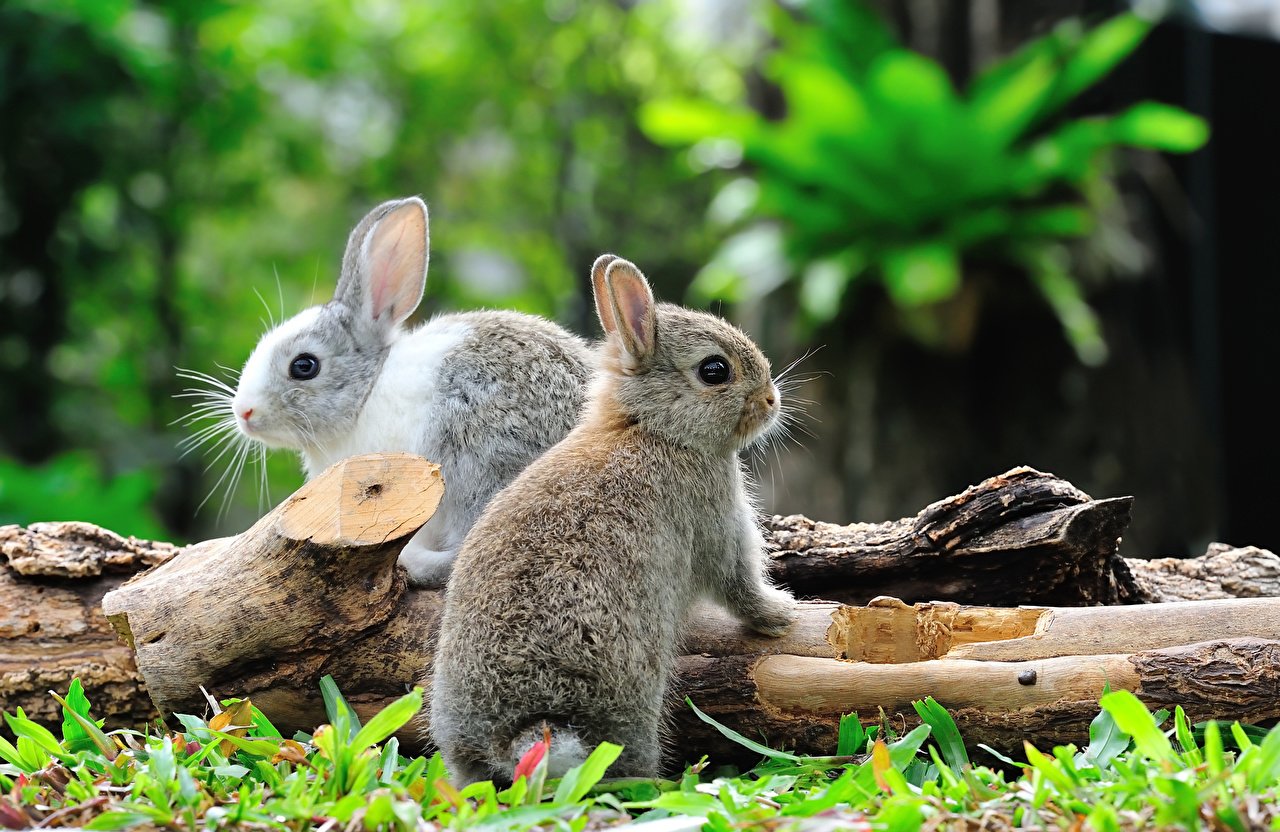 Зайчик зайчата. Зайчата в лесу. Природа и животные. Кролики в природе. Зайчик.