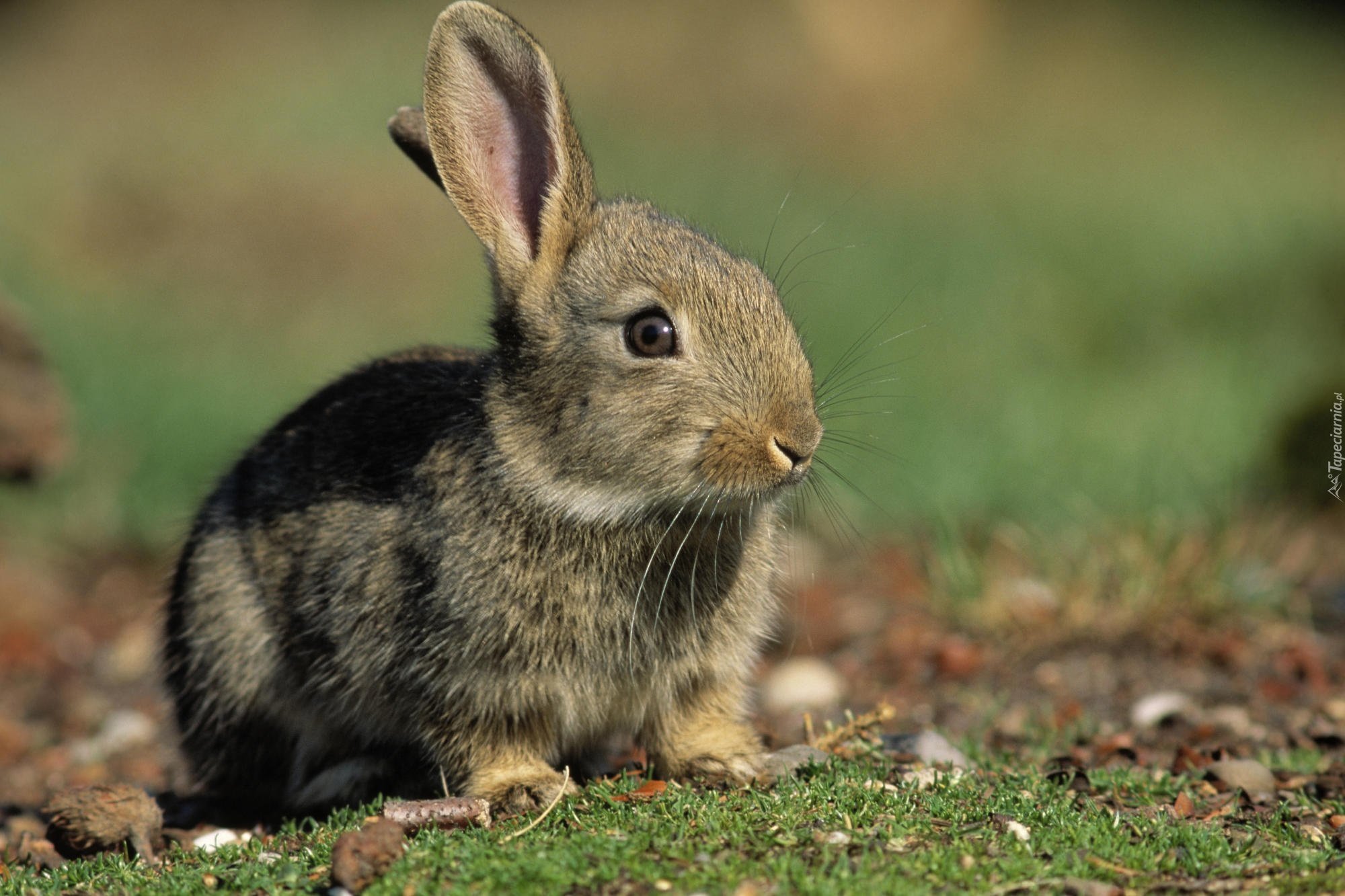 Точные зайчики. Айдахский кролик. Кроль зайцеобразные. Суматранский полосатый заяц. Карликовый Русак кролик.
