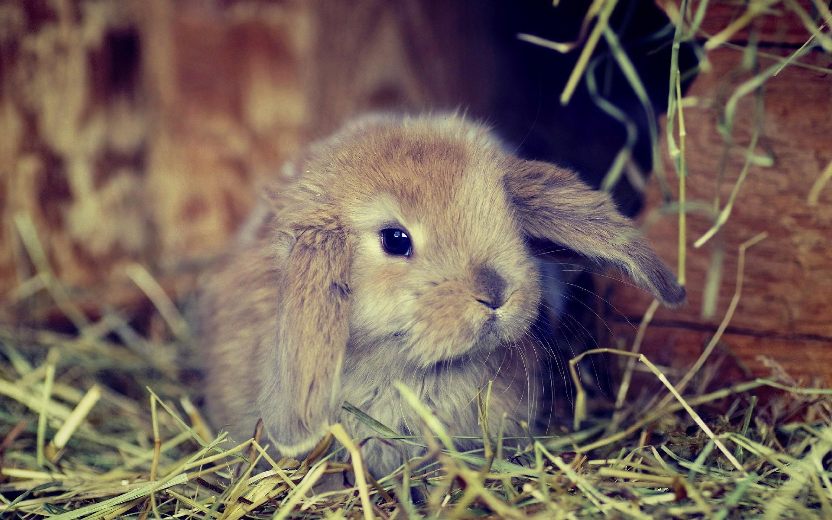 Большие и маленькие кролики. Картинки на рабочий стол кролики. Милые зайчики. Милый заяц. Красивый зайчик.