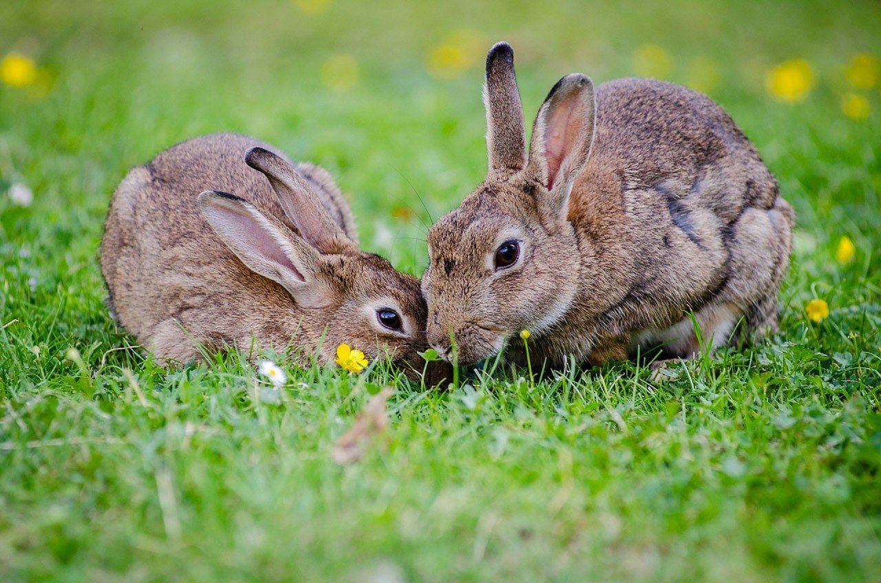 Зайчик зайчата. Зайчиха с зайчонком. Зайчата. Домашние животные кролик. Зайчик кролик.