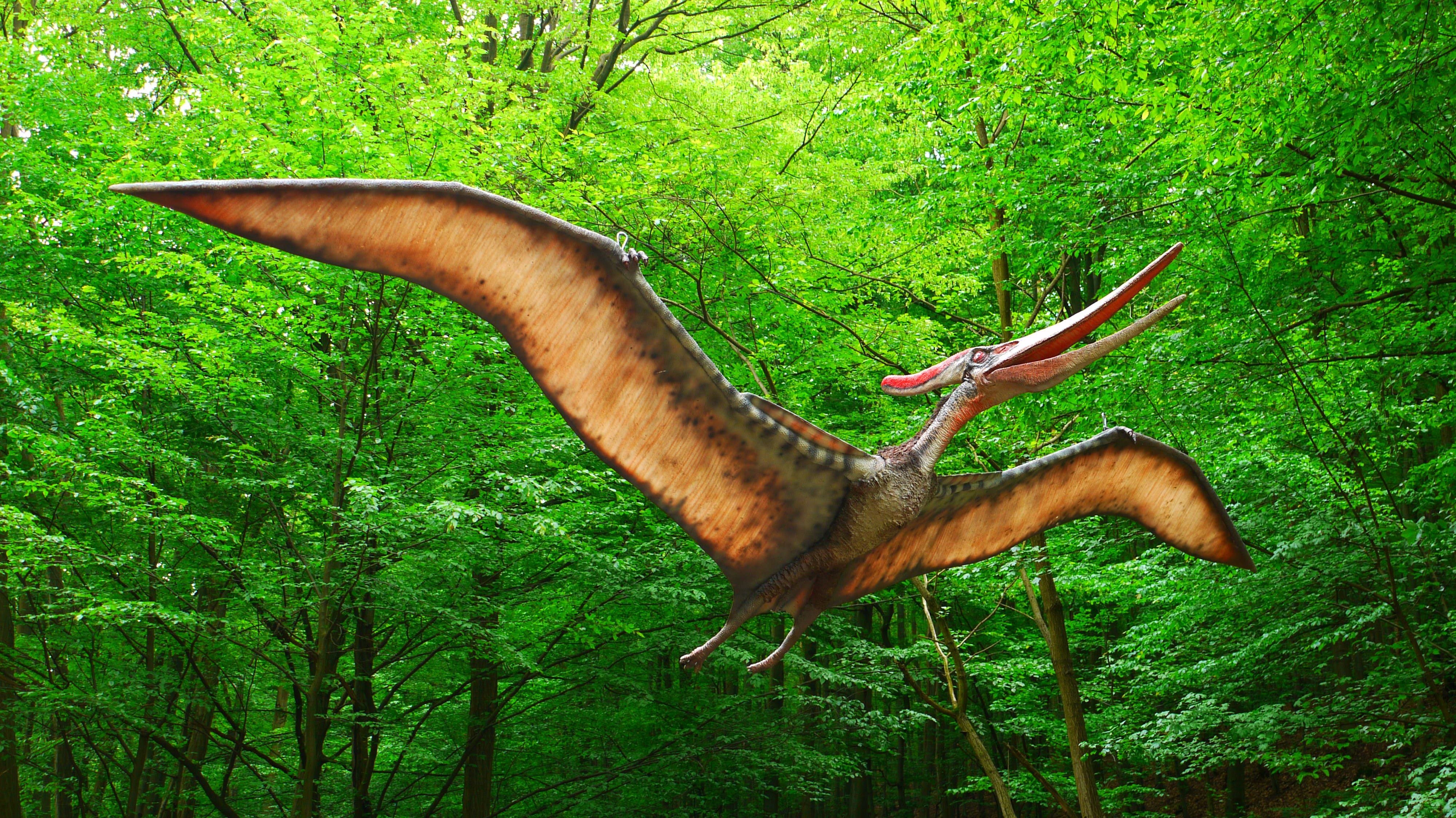 Птиродактель. Птеранодон динозавр. Динозавры летающие Птеранодон. Птеродактиль динозавр. Птерозавры Юрского периода.