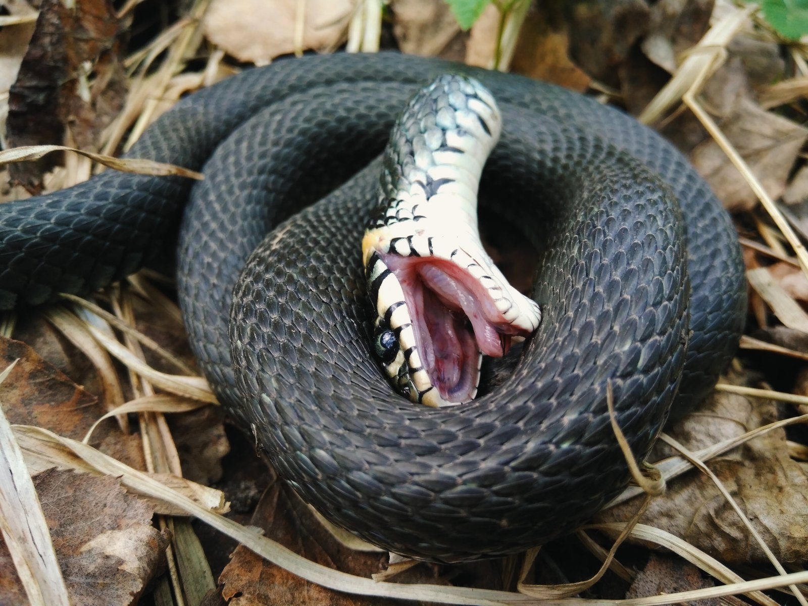 Черная змея на голове пятна. Обыкновенная гадюка меланист. Индийская Болотная гадюка. Уж обыкновенный - змея неядовитая. Обыкновенный уж Natrix Natrix.