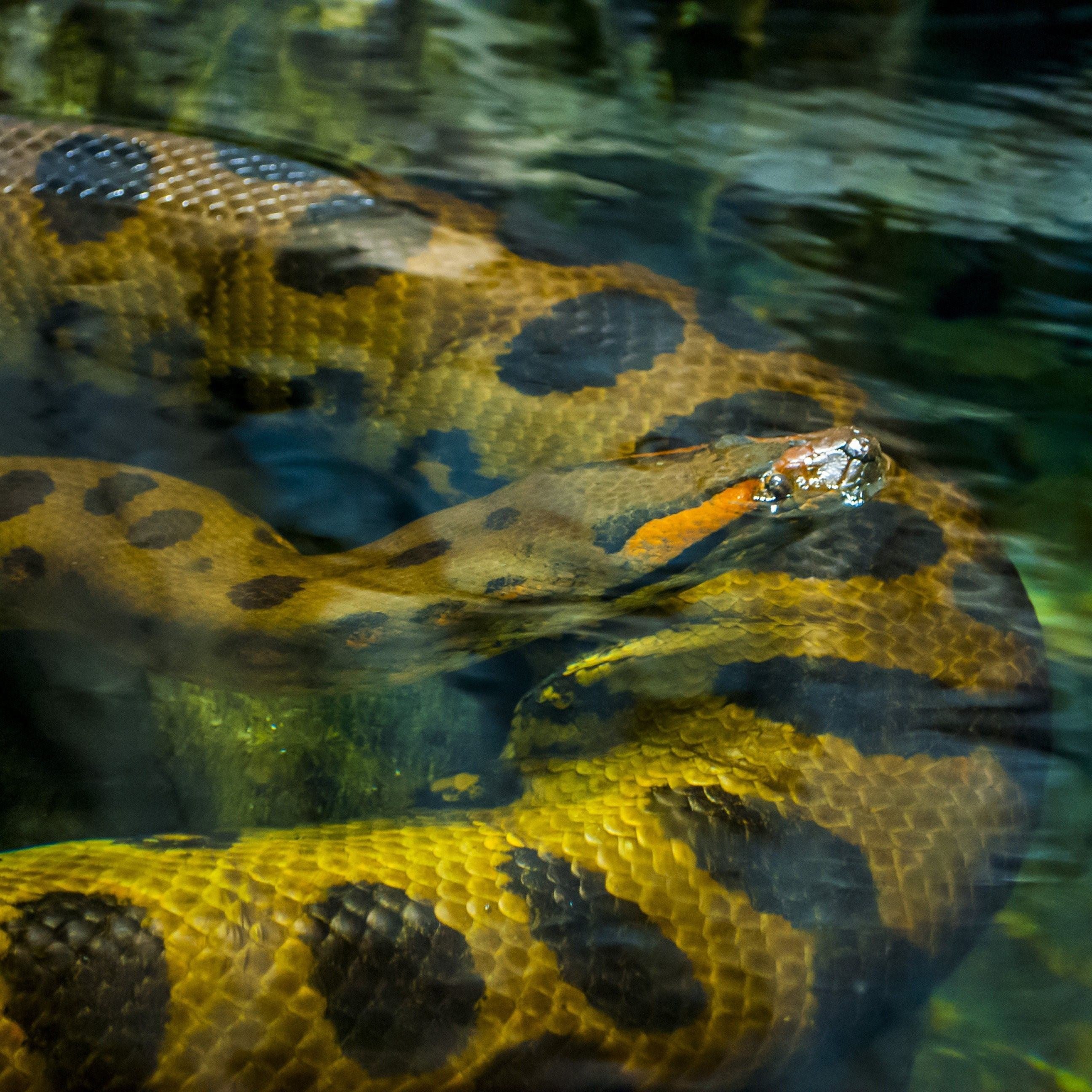Обитания анаконды. Анаконда змея. Зеленая Анаконда (eunectes murinus). Водяной удав Анаконда.