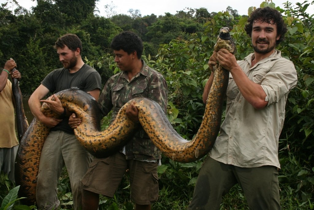 Анаконда змея. Водяной удав Анаконда. Самая большая змея в мире Анаконда.