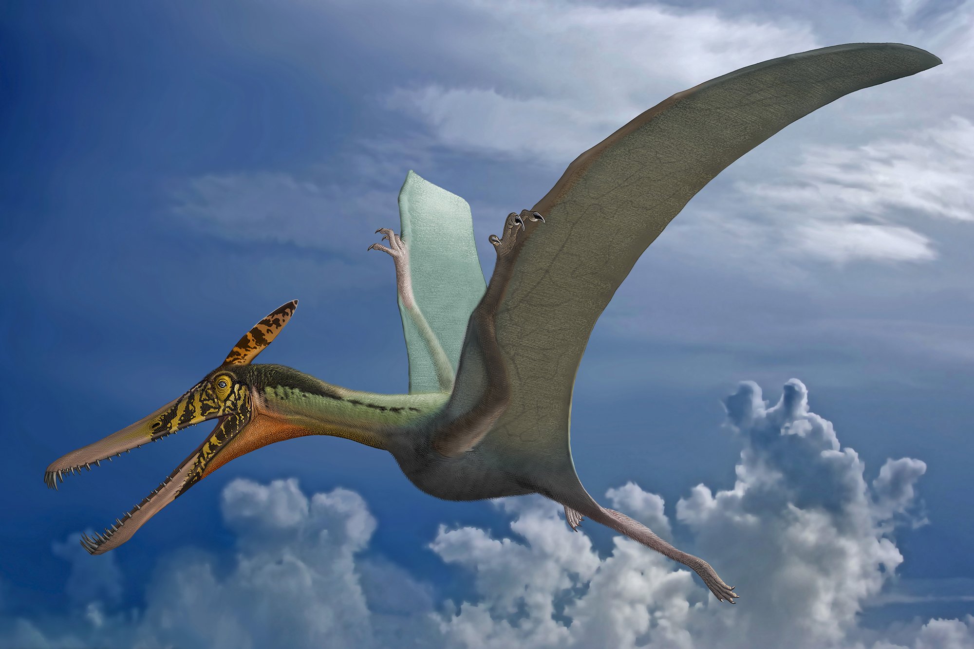 Птиродактель. Птерозавры Юрского периода. Птерозавры мезозоя. Динозавры летающие птеродактиль. Птерозавры Триасового периода.