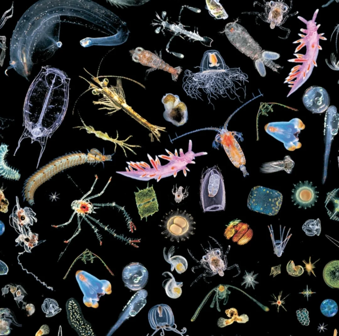 Зоопланктоны ракообразные. Зоопланктон и фитопланктон. Морской планктон. Зоопланктон фация.