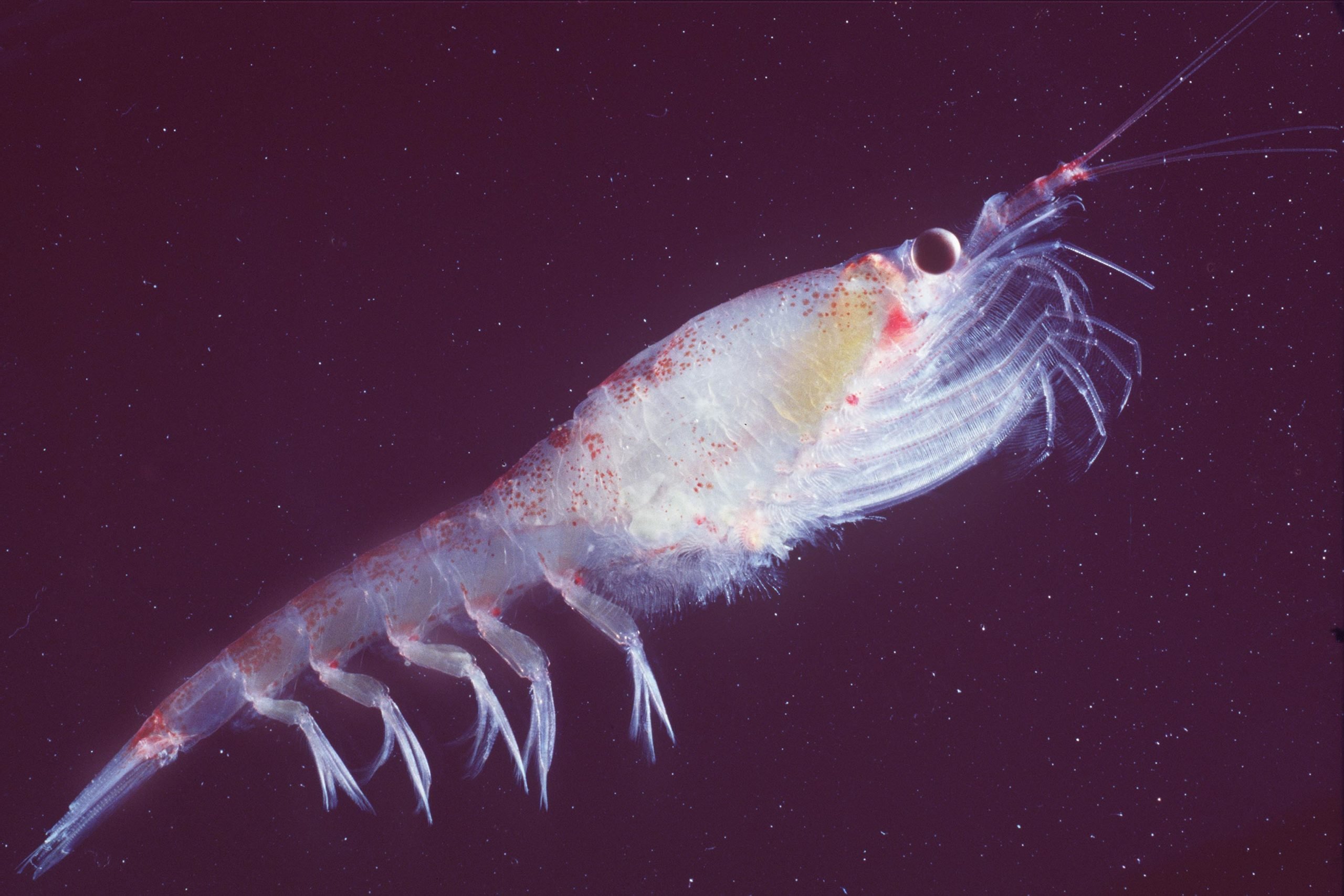 Фитопланктон в море. Криль зоопланктон. Зоопланктоны ракообразные. Зоопланктон кладоцеры. Рачок бокоплав Макрогептоус.