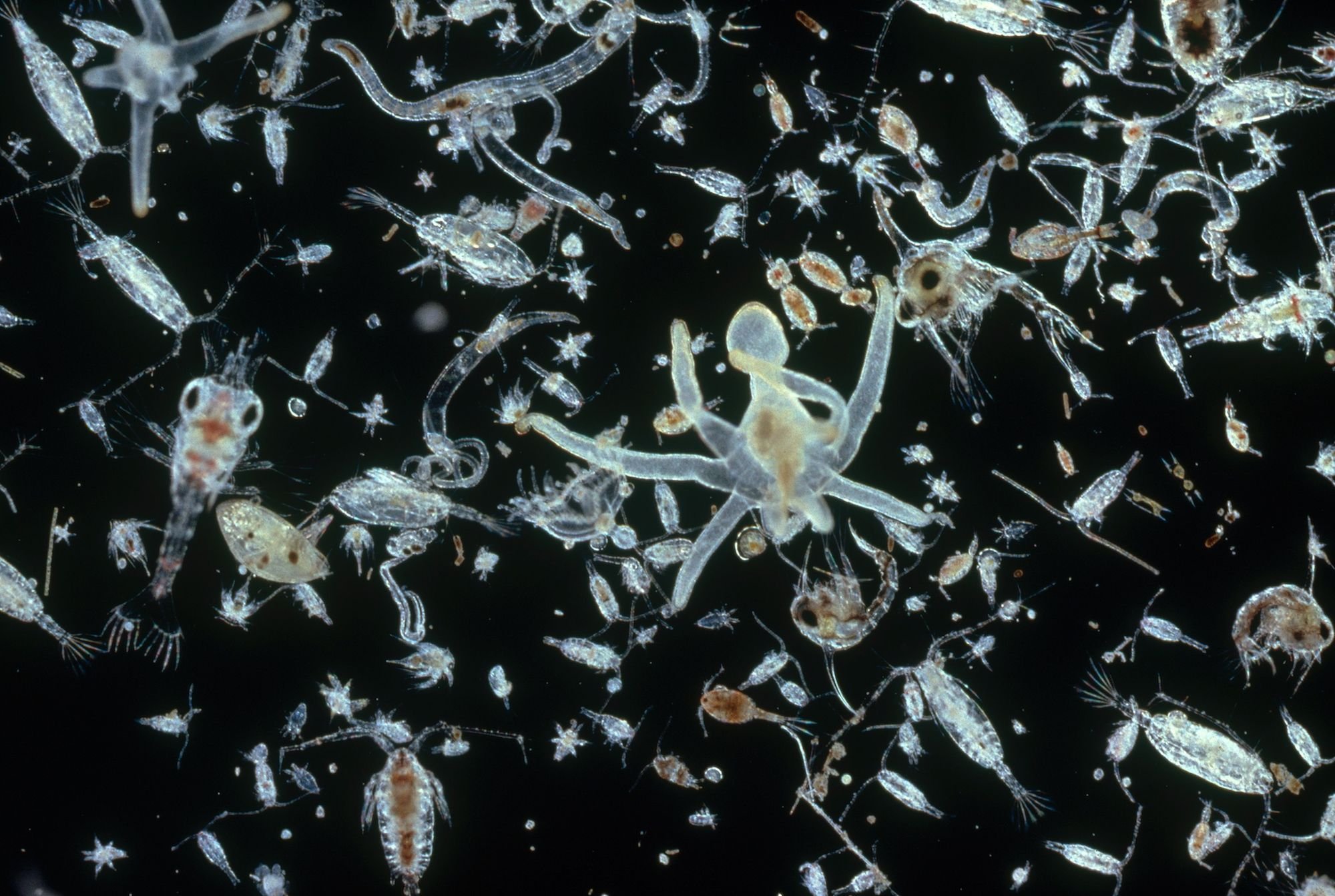 Криль зоопланктон. Зоопланктон и фитопланктон. Зоопланктон кладоцеры. Зоопланктоны ракообразные.