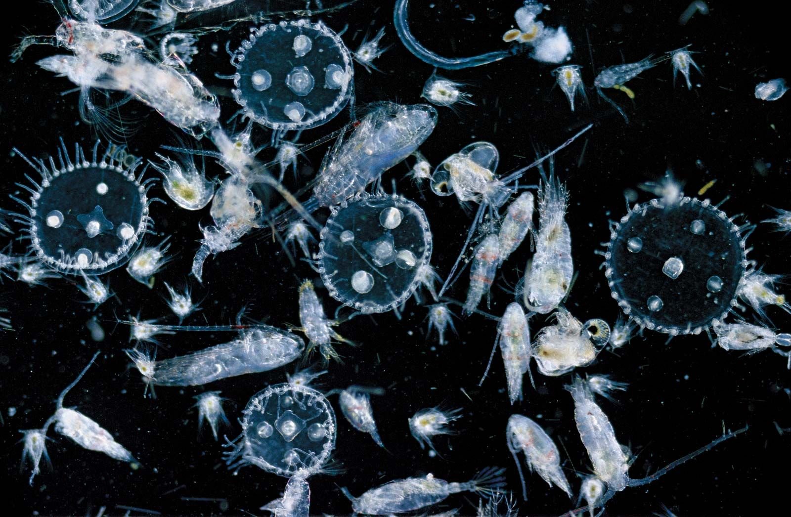 Зоопланктон зоопланктон. Зоопланктоны ракообразные. Планктон и фитопланктон. Зоопланктон и фитопланктон.
