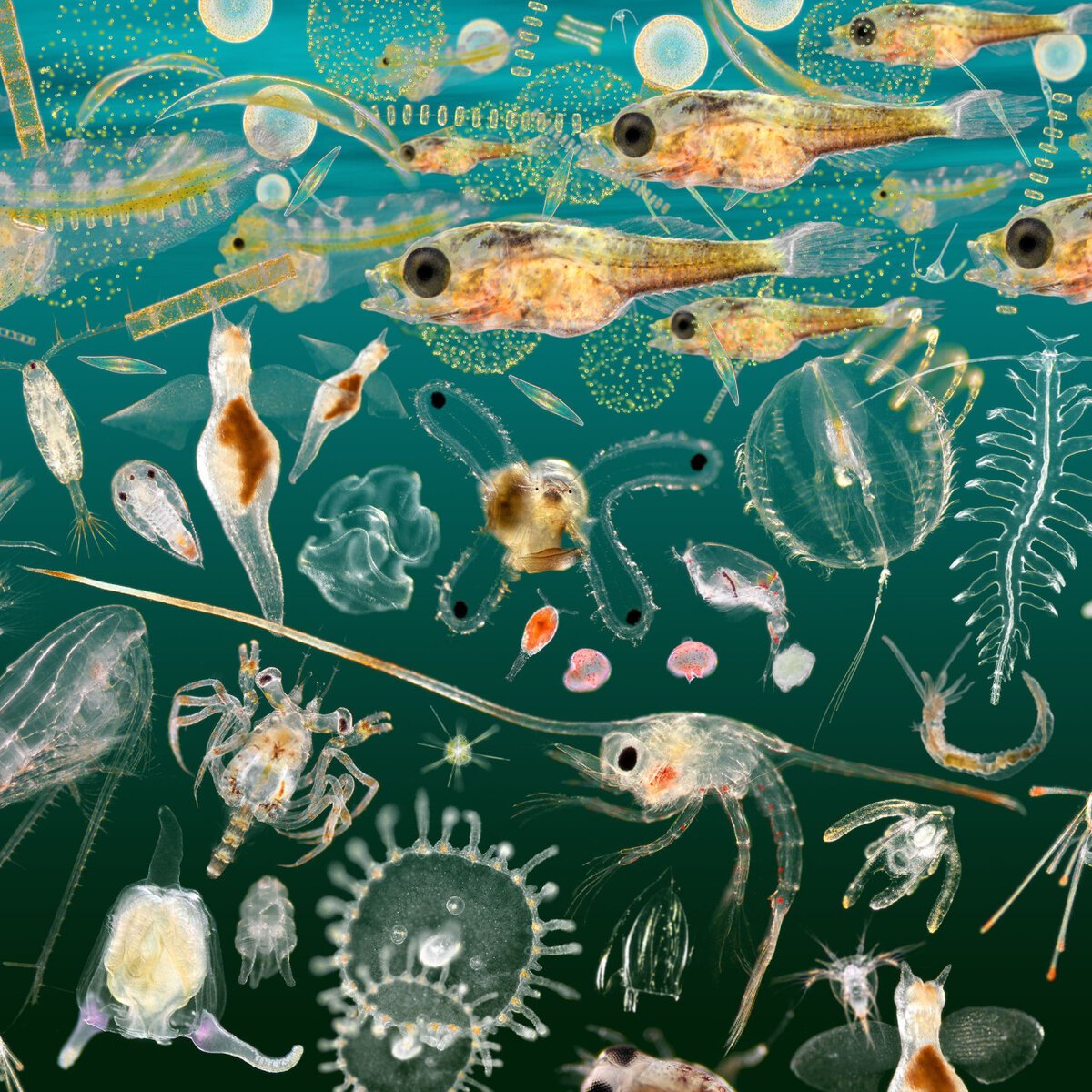 Зоопланктон и фитопланктон. Фитопланктон зоопланктон перифитон. Фитопланктон – зоопланктон – сельдь – Дельфин. Crustacea зоопланктон.