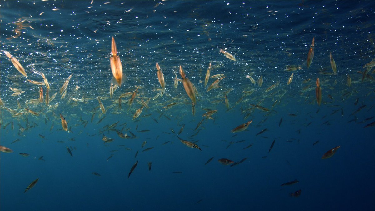 Бентос и планктон в Баренцевом море. Фитопланктон Байкала водоросли. Зоопланктон и фитопланктон. Рачки планктон.