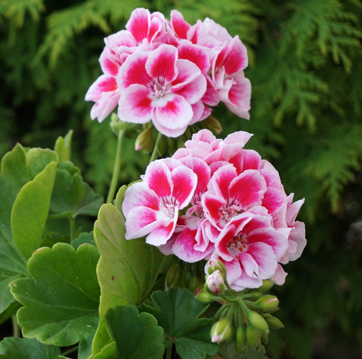 Герань краснодар. Pink Carnation пеларгония. Герань Pink Diadem. Пеларгония variegated Giroflee. Pink Geranium пеларгония.