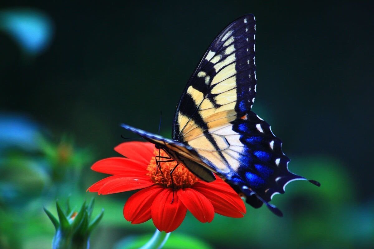 Бабочка на цветке. Яркие бабочки. Красивые бабочки. Бабочки в цветах. Красивая заставка бабочки