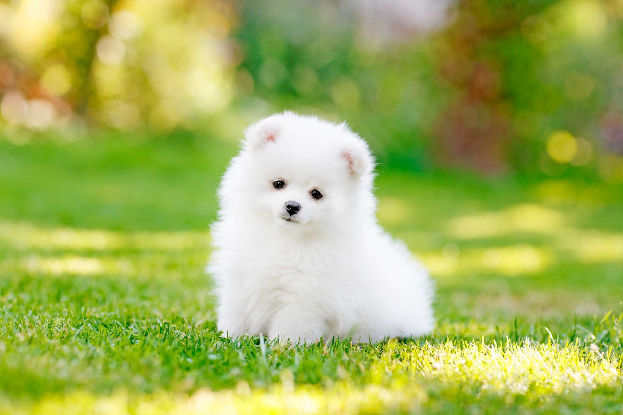 породы маленьких белых собак фото с названиями