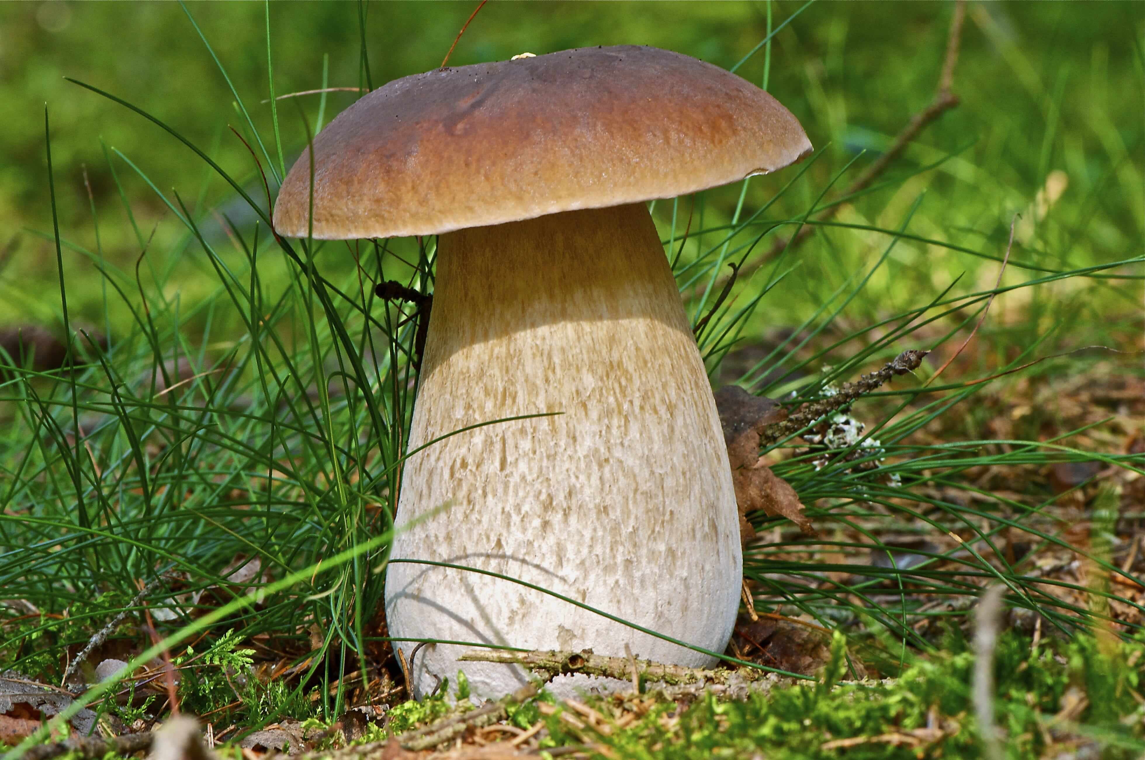 гриб боровик фото и белый гриб отличие