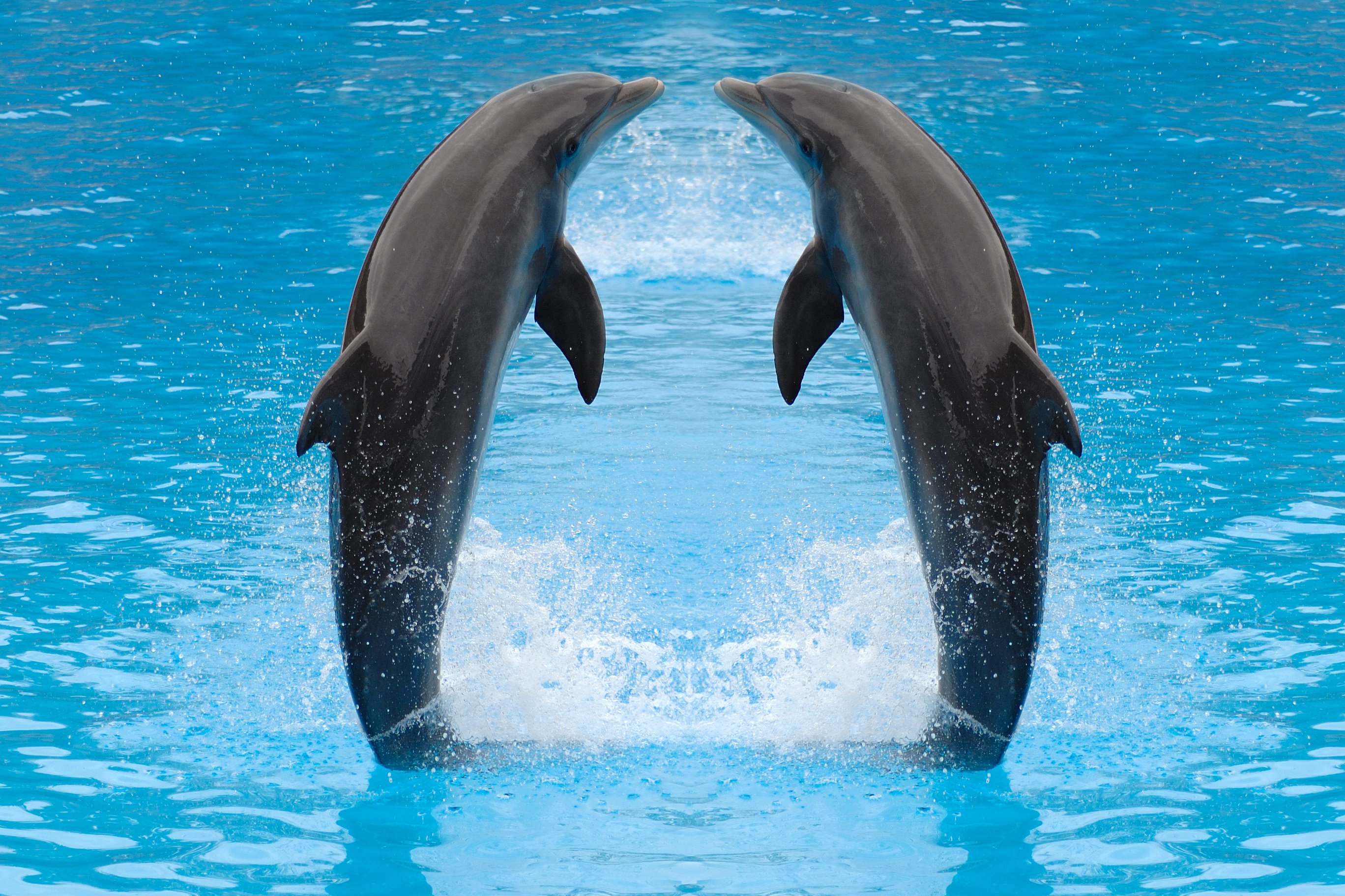 Дельфины живут в море. Дельфин афалин Окинава. Черноморская Афалина. Дельфины в море. Дельфин в море.