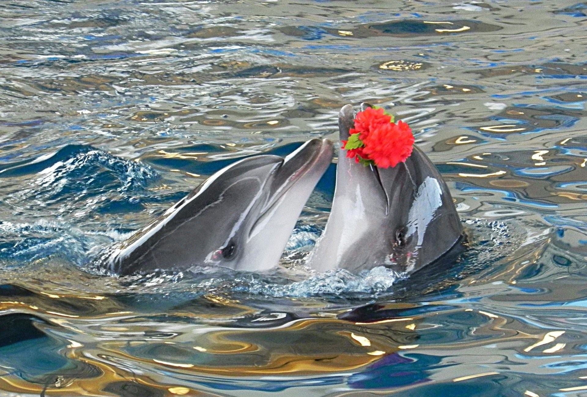 Дельфины с удовольствием разучивают и выполняют разные. Дельфины в море. Дельфины с цветами. Дельфин с цветами. Дельфины любовь.